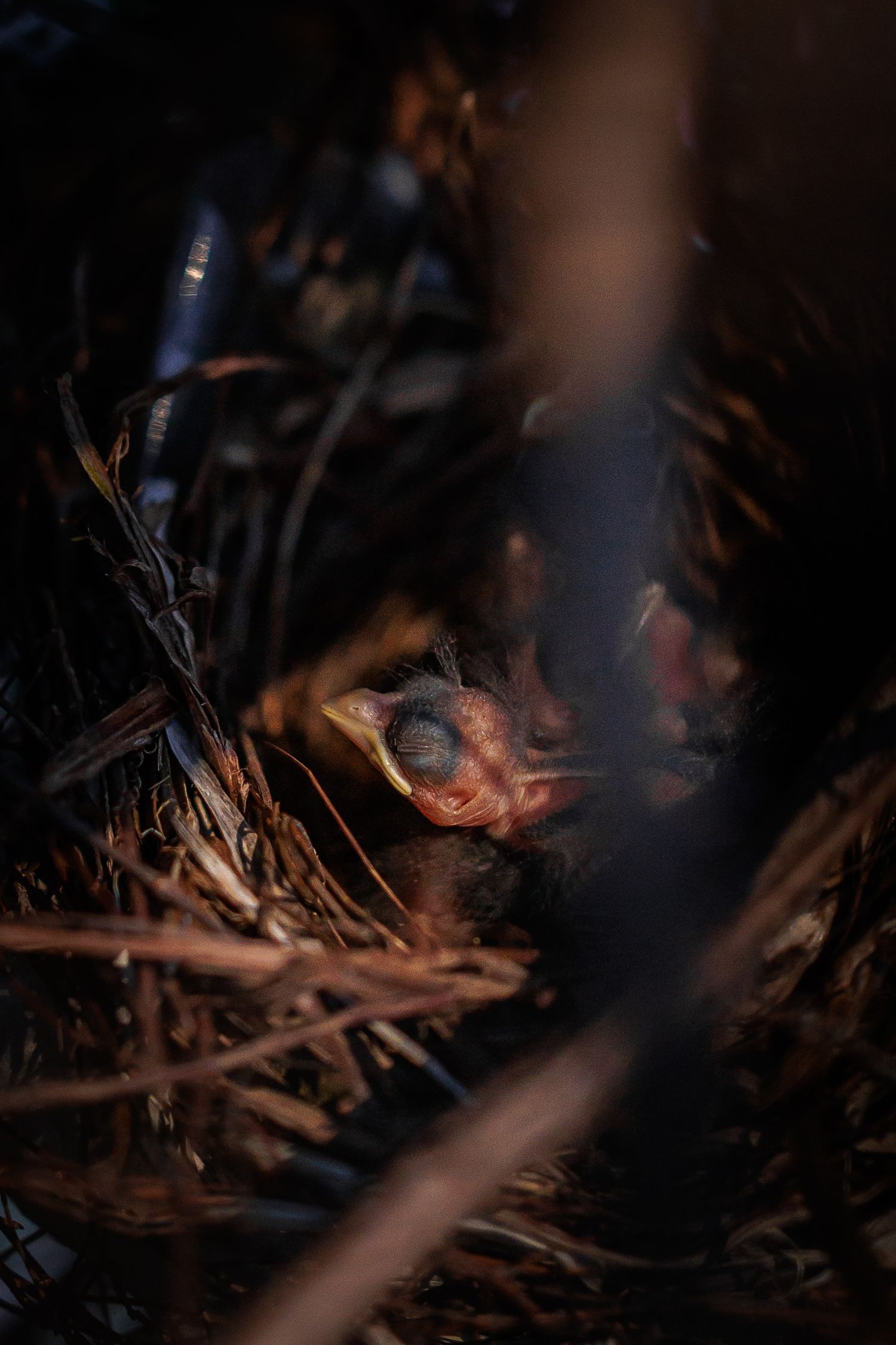 Dark nest with twigs and branches in low light conditions.