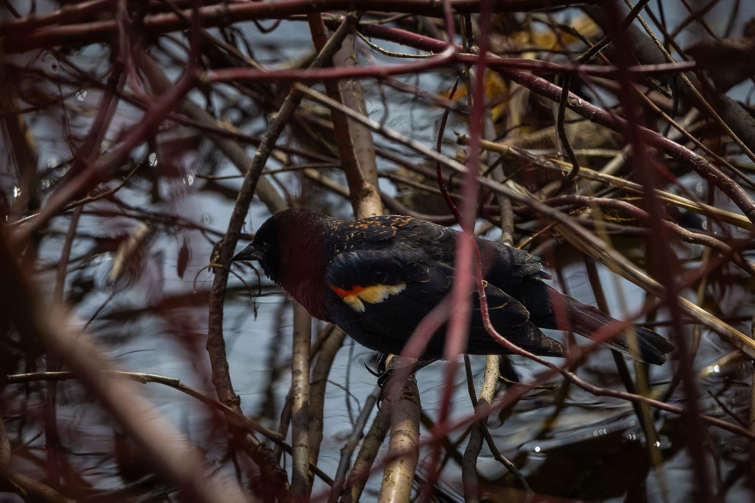 Dark bird silhouettes among tangled branches in low light conditions.