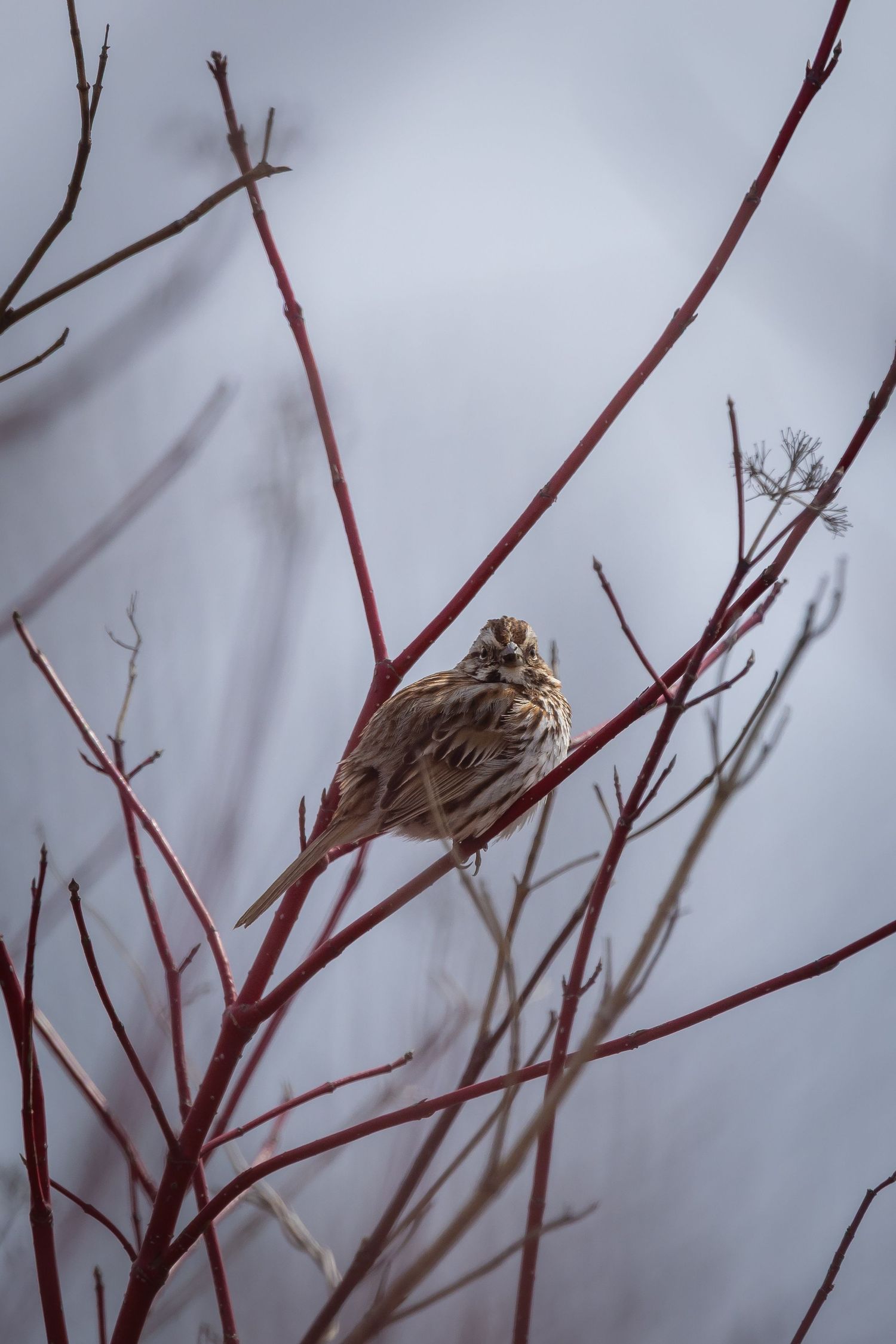 Brown sparrow sitting among red-tinged winter branches on cloudy day.