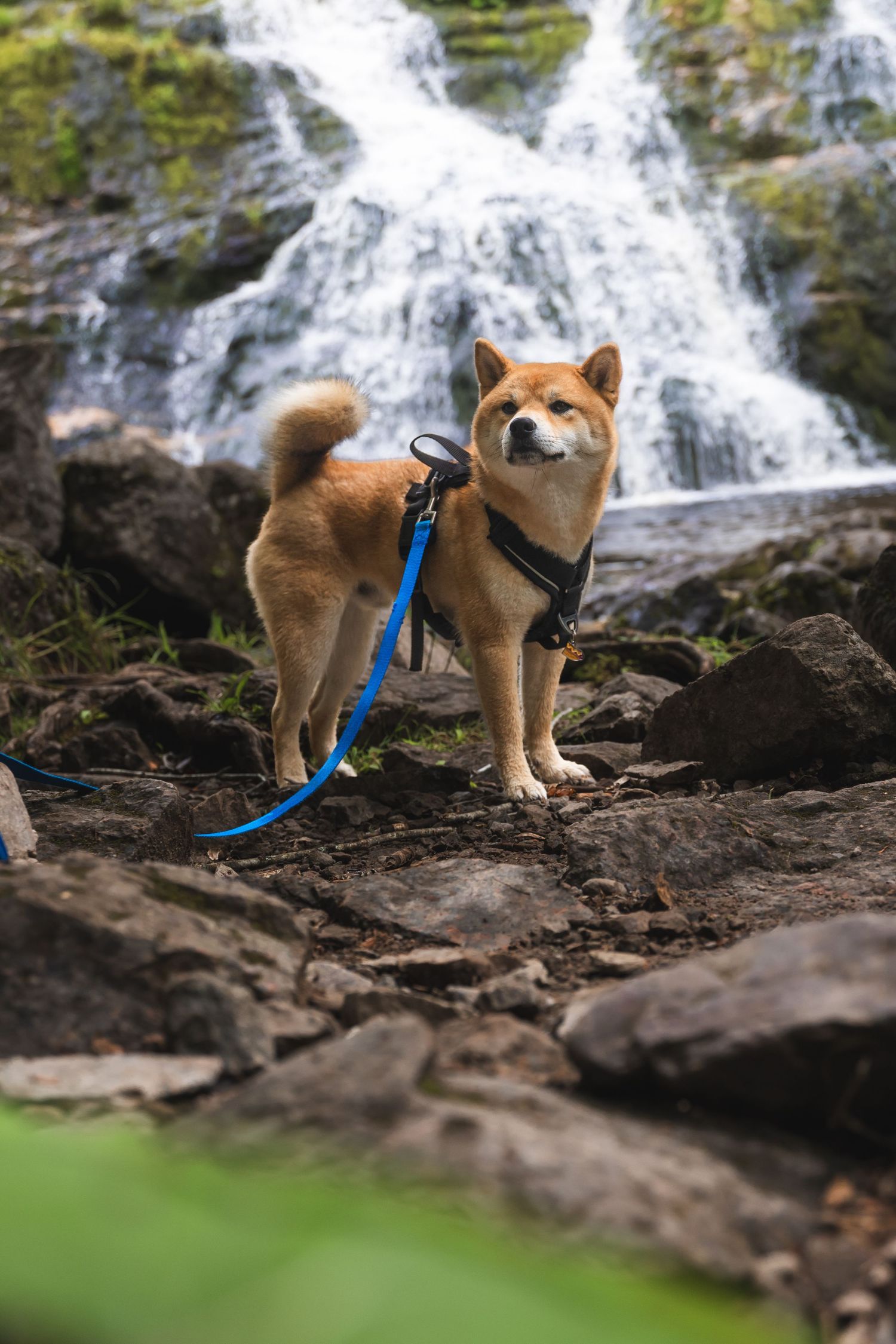 A Shiba Inu dog on a blue leash stands on rocky terrain in front of a cascading waterfall in nature.