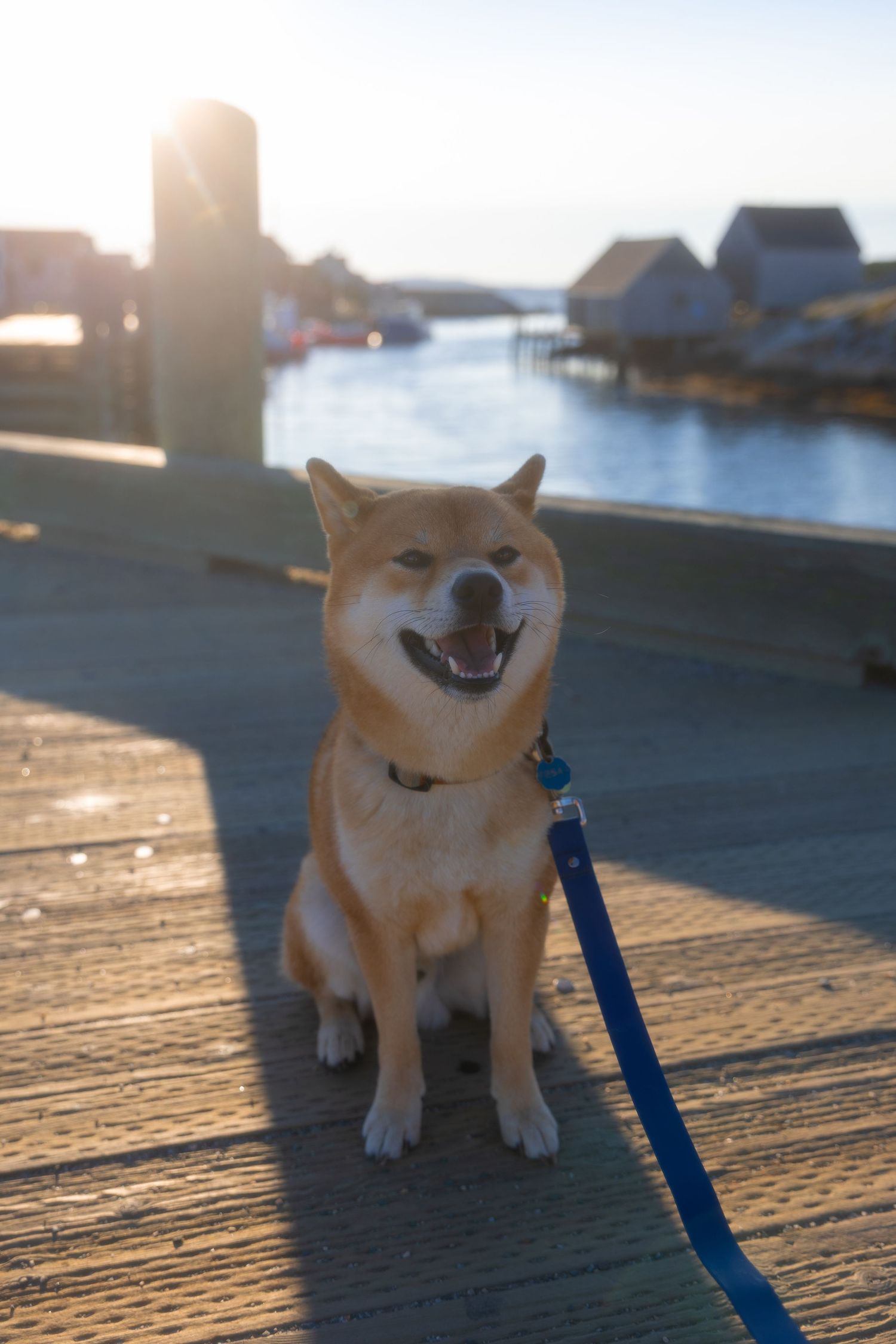 A happy Shiba Inu dog on a blue leash sits on a sunny wooden dock with a coastal village in the background.