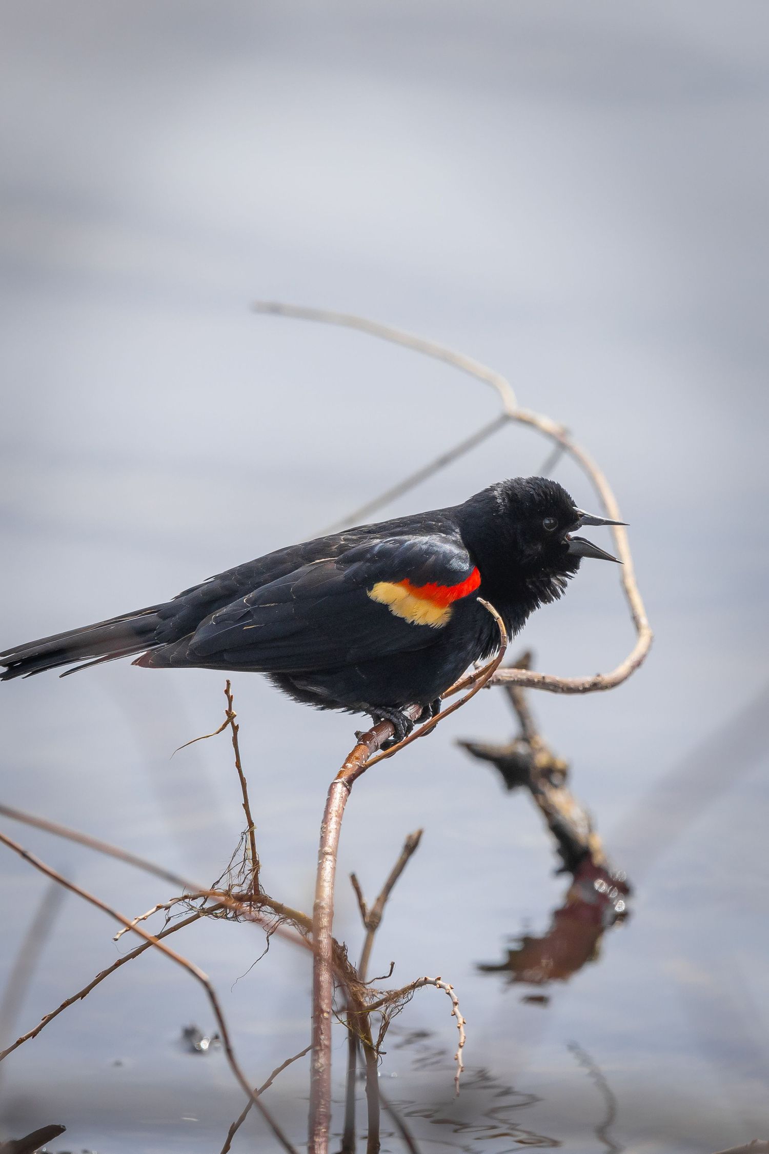 Red-winged blackbird displaying vibrant shoulder patches while perched on a reed.