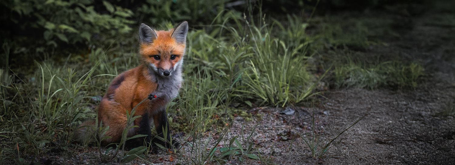 Red fox walking along a dirt path through tall grass at dusk.