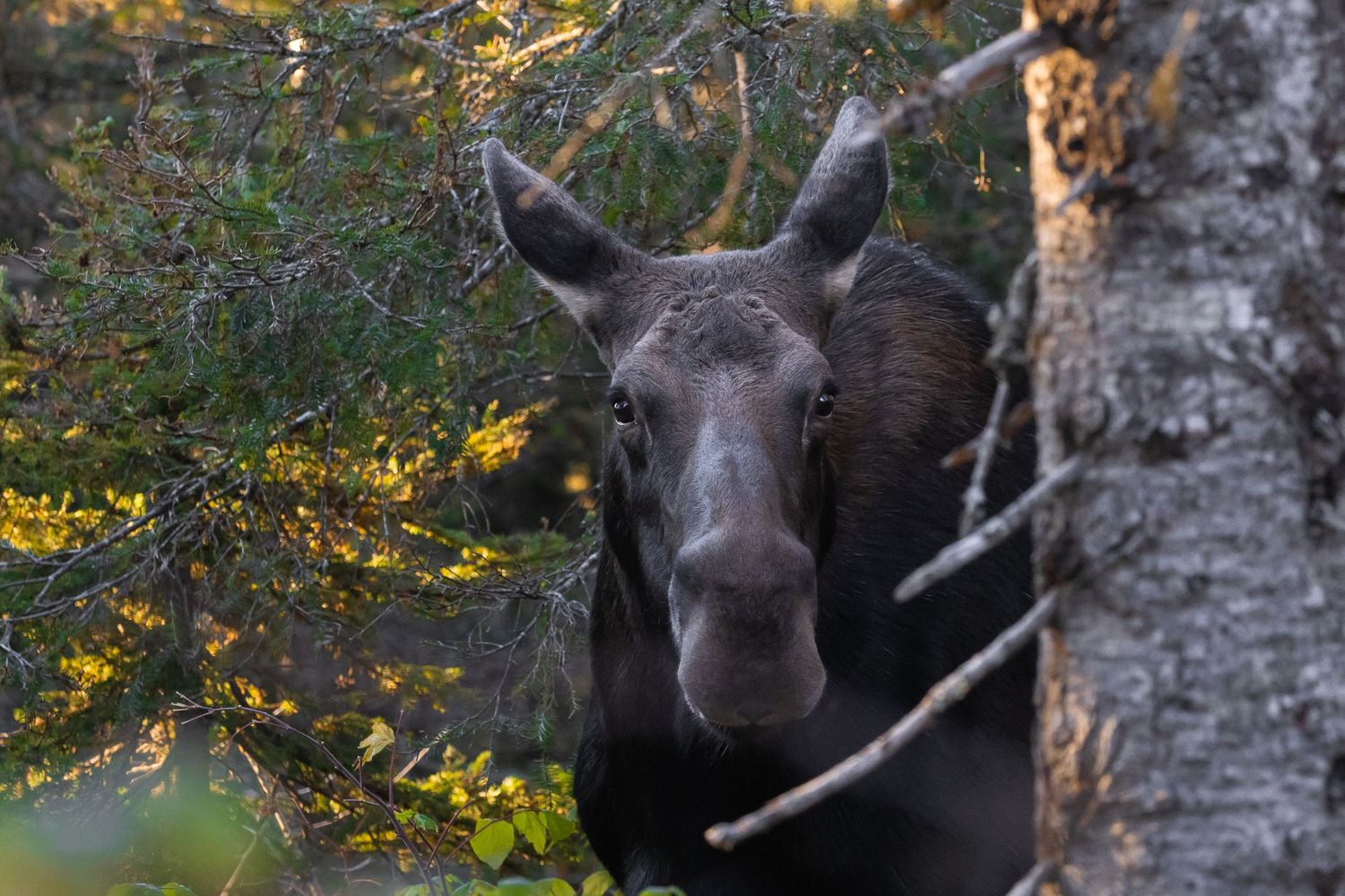 Close-up of moose profile among yellow autumn leaves and birch trees.