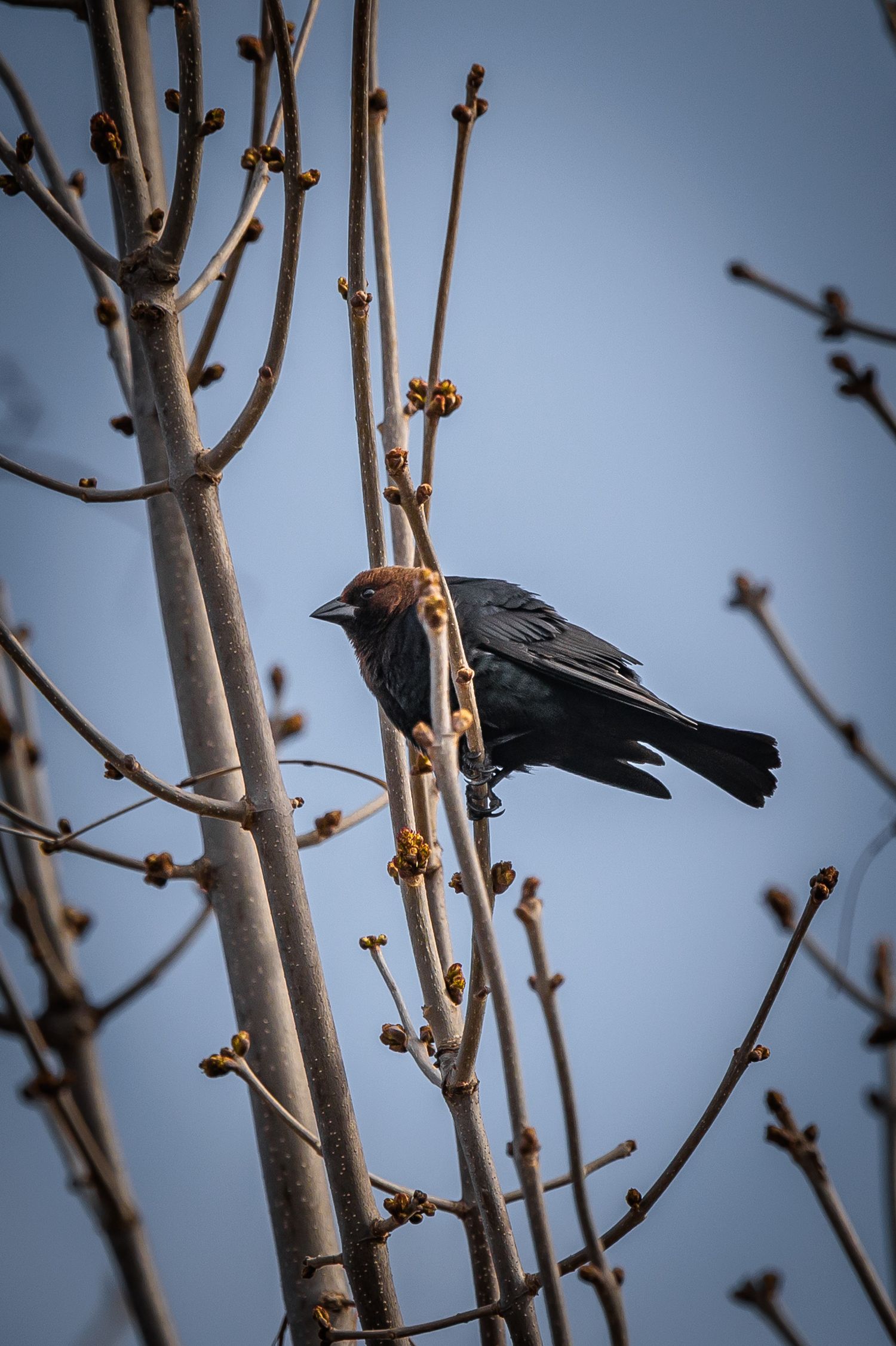 Dark-feathered bird perches among budding spring branches against blue sky.