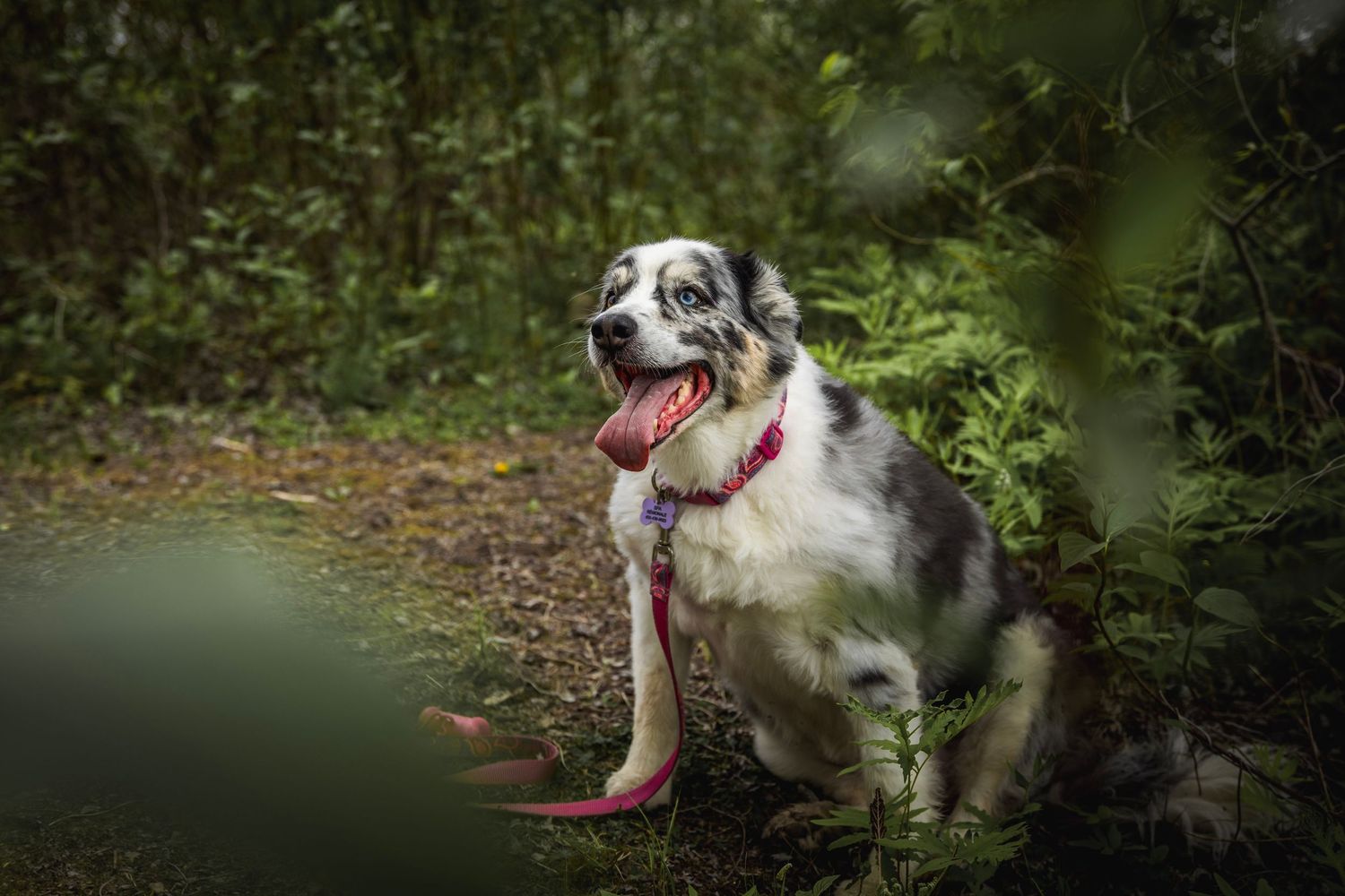 Border collie with black and white fur playing in a wooded area.