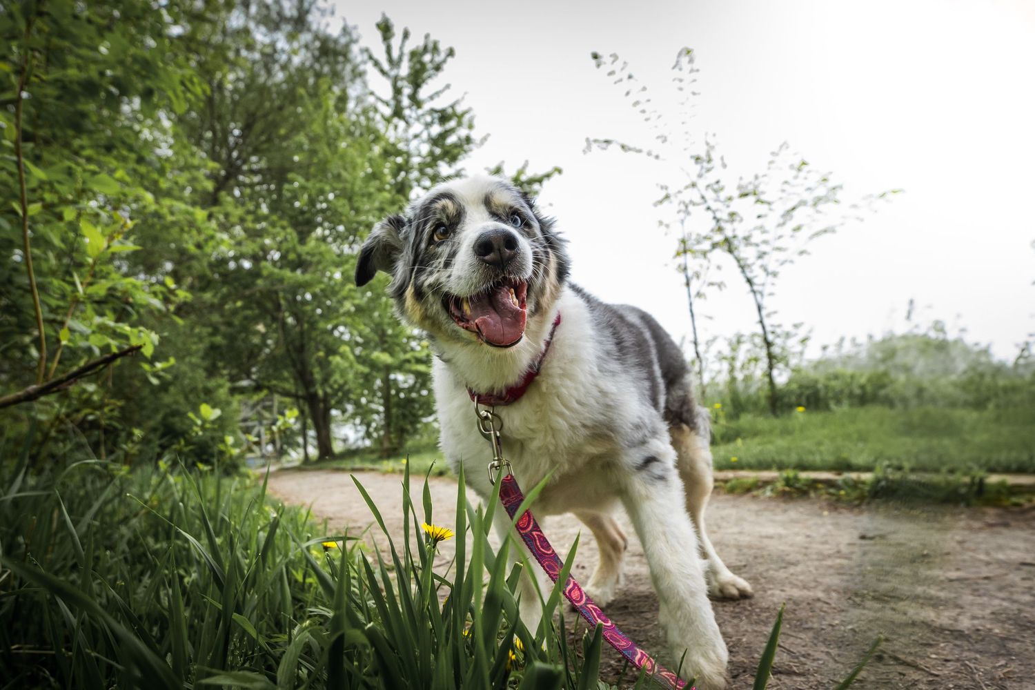 Cheerful dog with black and white fur exploring spring flowers on a dirt path.