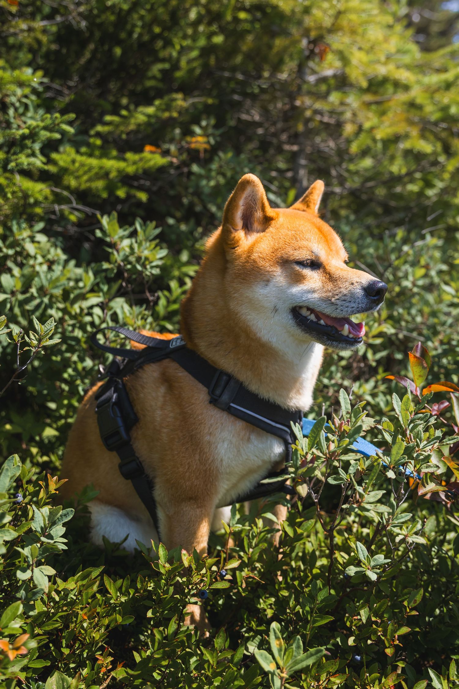 A red Shiba Inu dog wearing a black harness sits among lush green bushes in a sunny outdoor setting.
