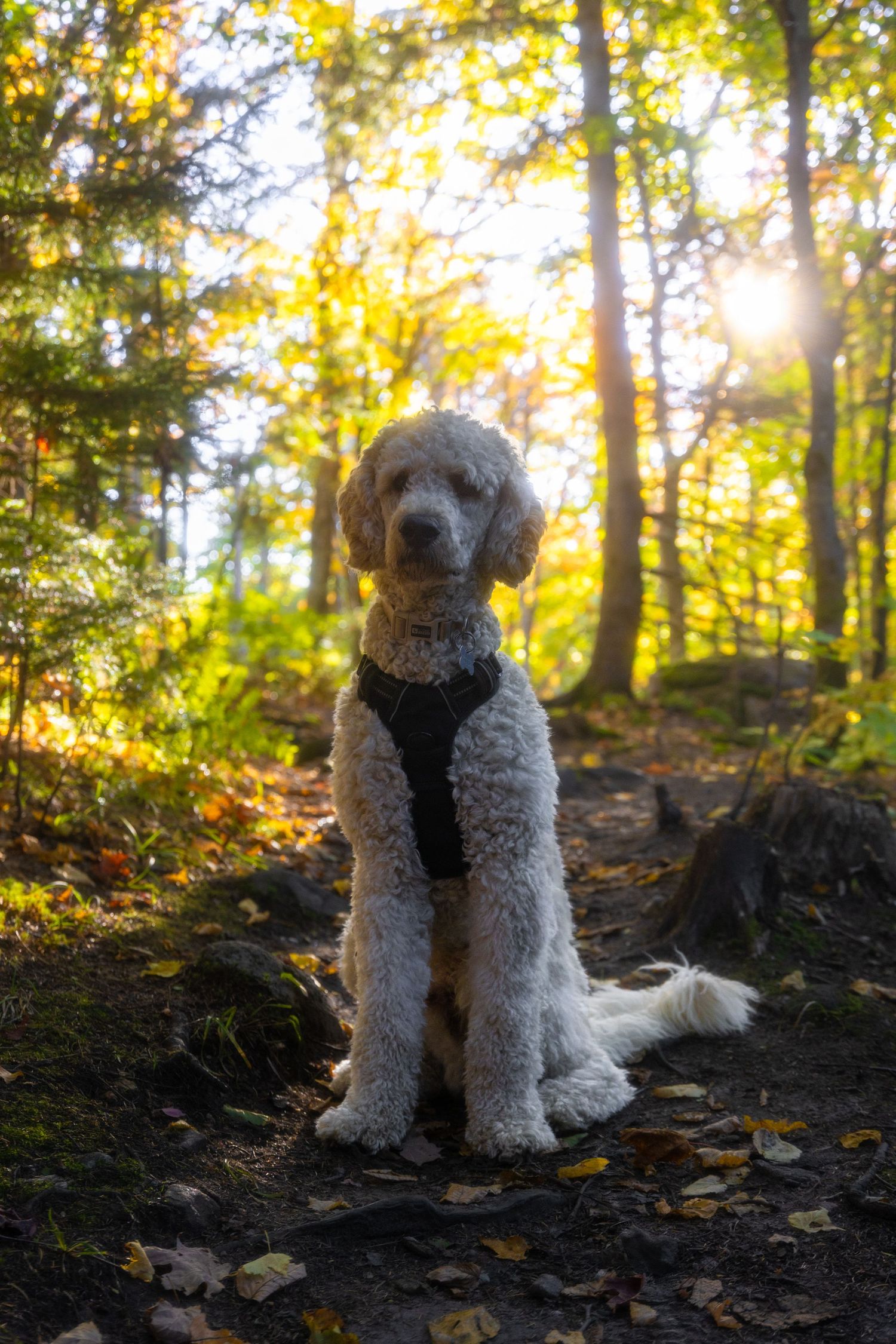 A fluffy white poodle wearing a black harness sits on a forest trail surrounded by golden autumn foliage and sunlight.