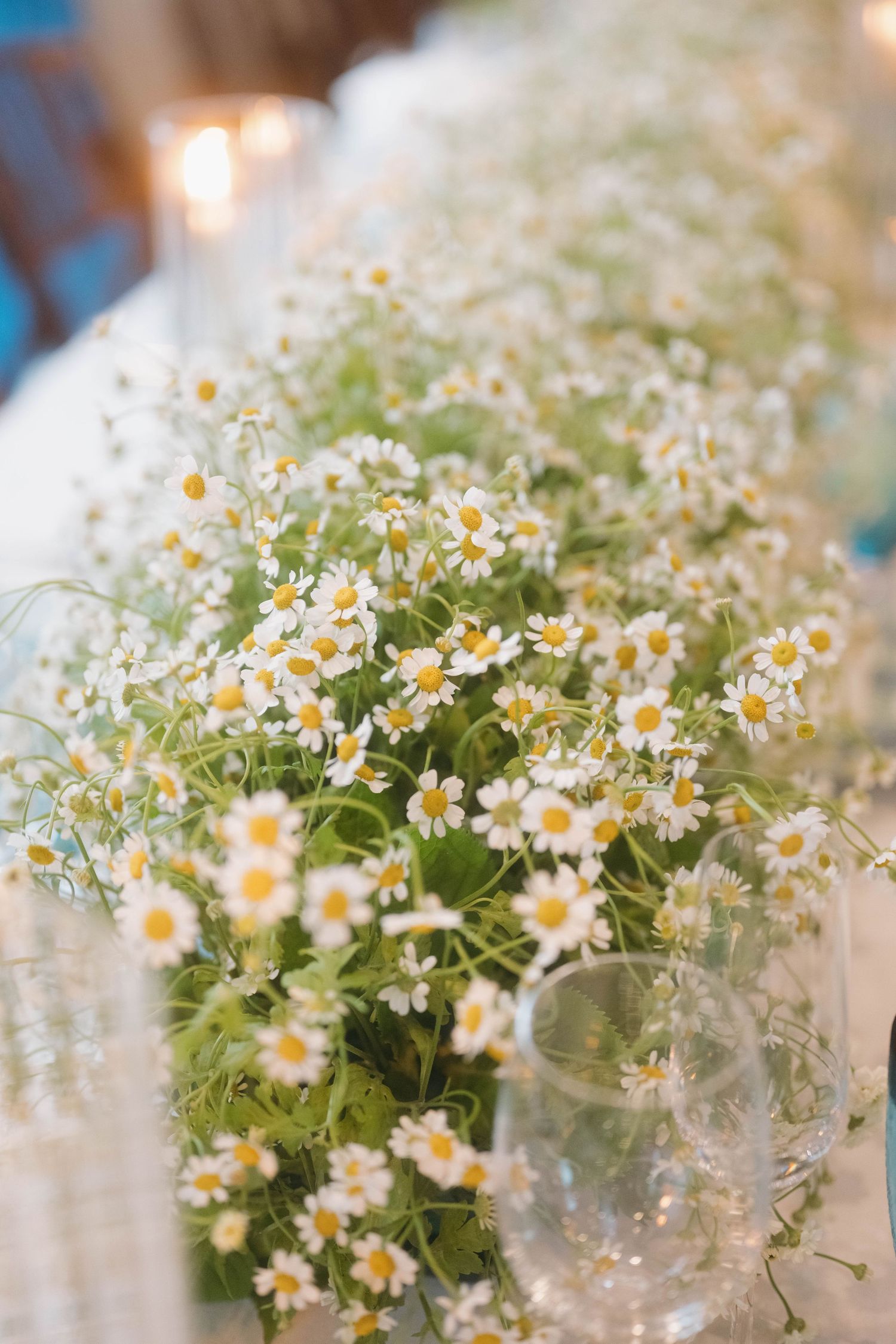 Close-up of fresh daisy flower arrangements in glass vases on a white tablecloth.