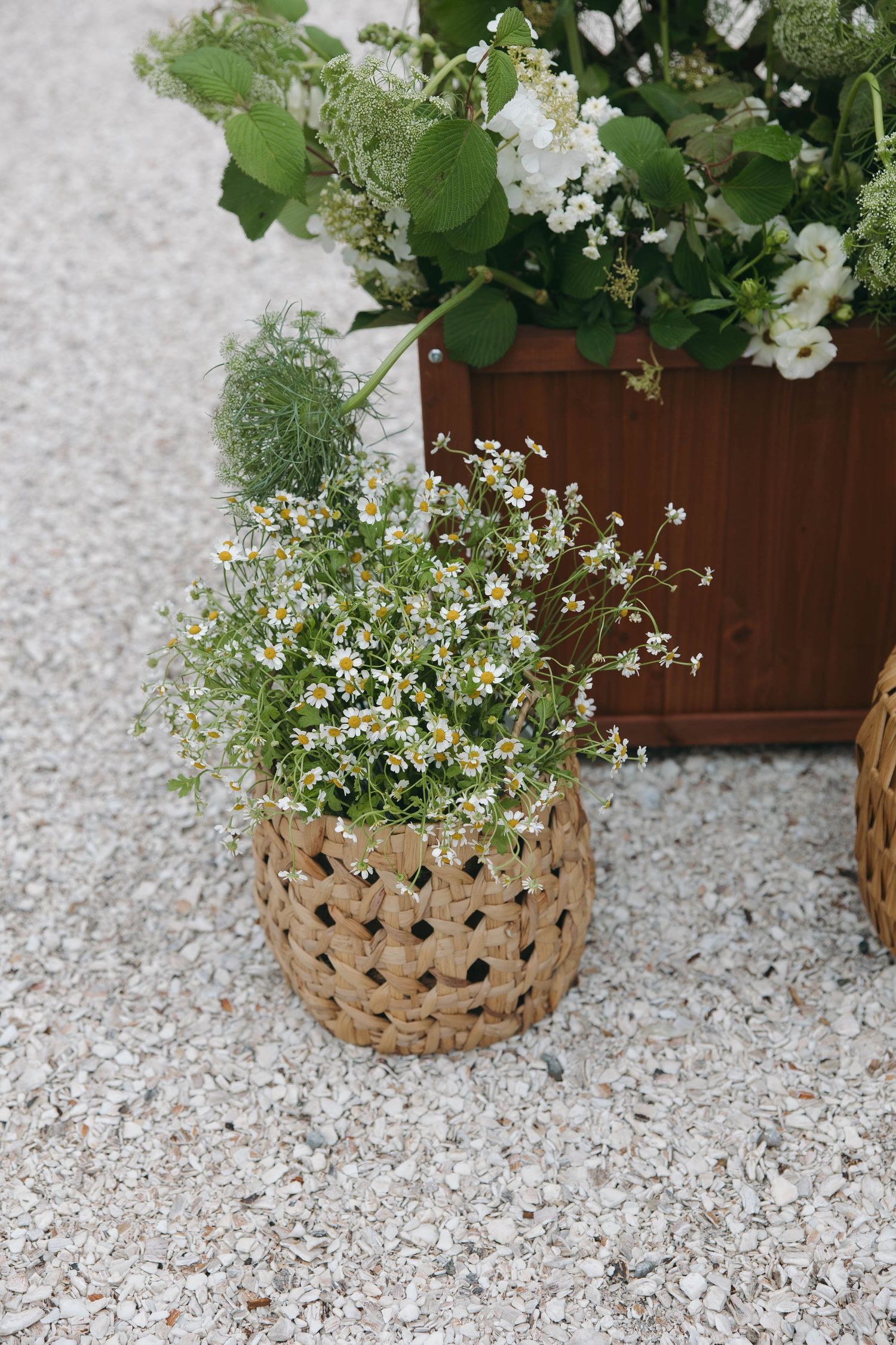 Close-up of white daisies and greenery in a woven basket on gravel ground.