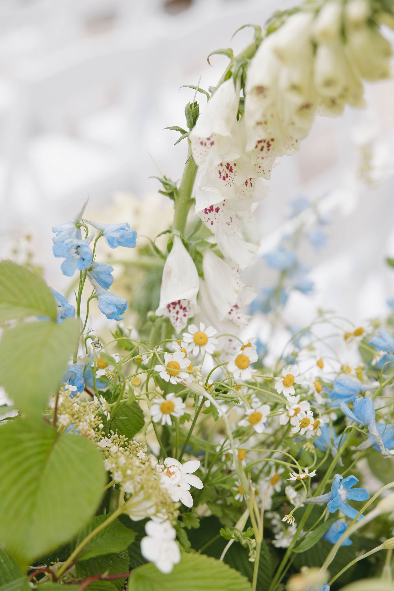Delicate arrangement of white and blue wildflowers with green foliage in a natural setting.