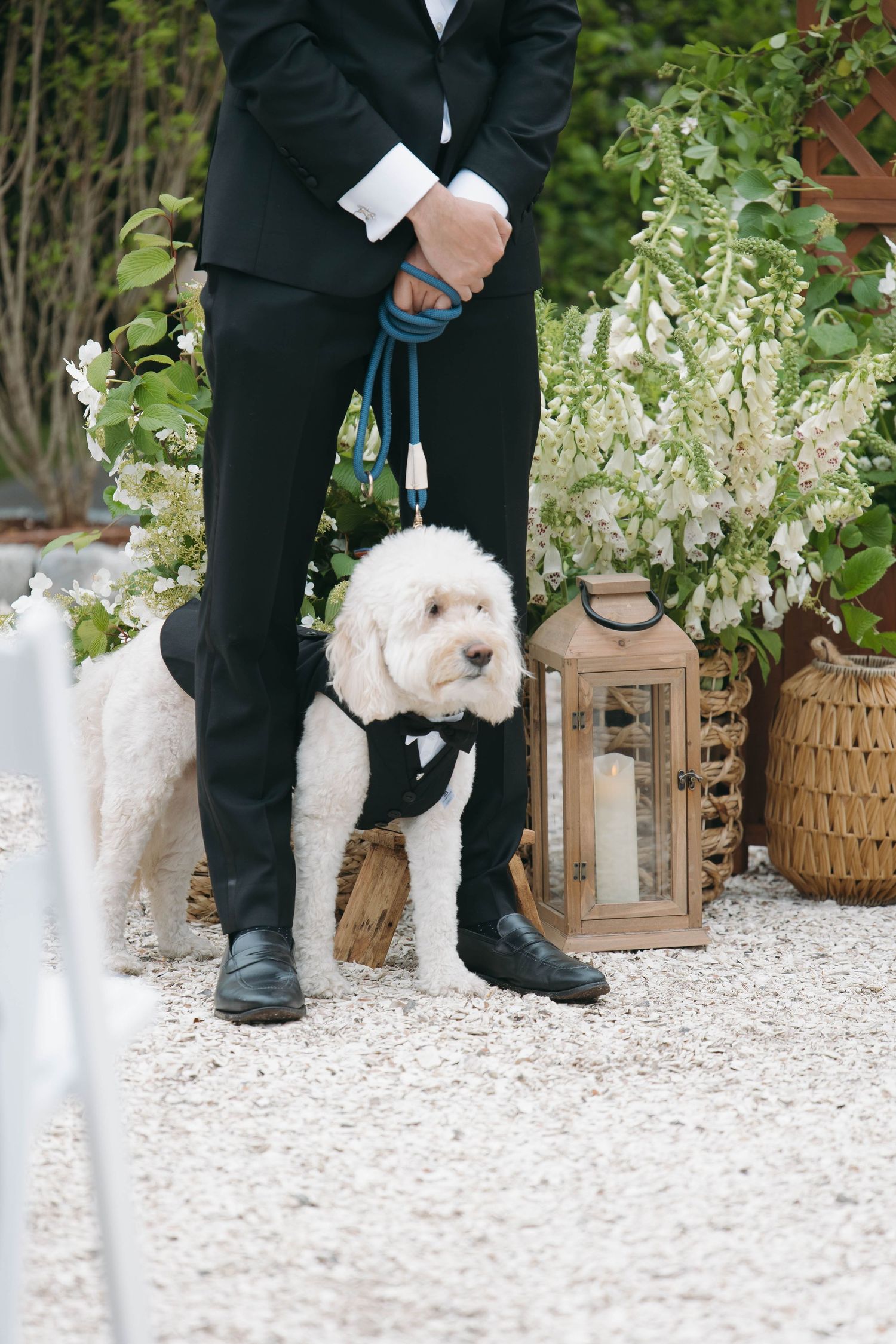 White fluffy dog on leash walks among formal attire at outdoor wedding.