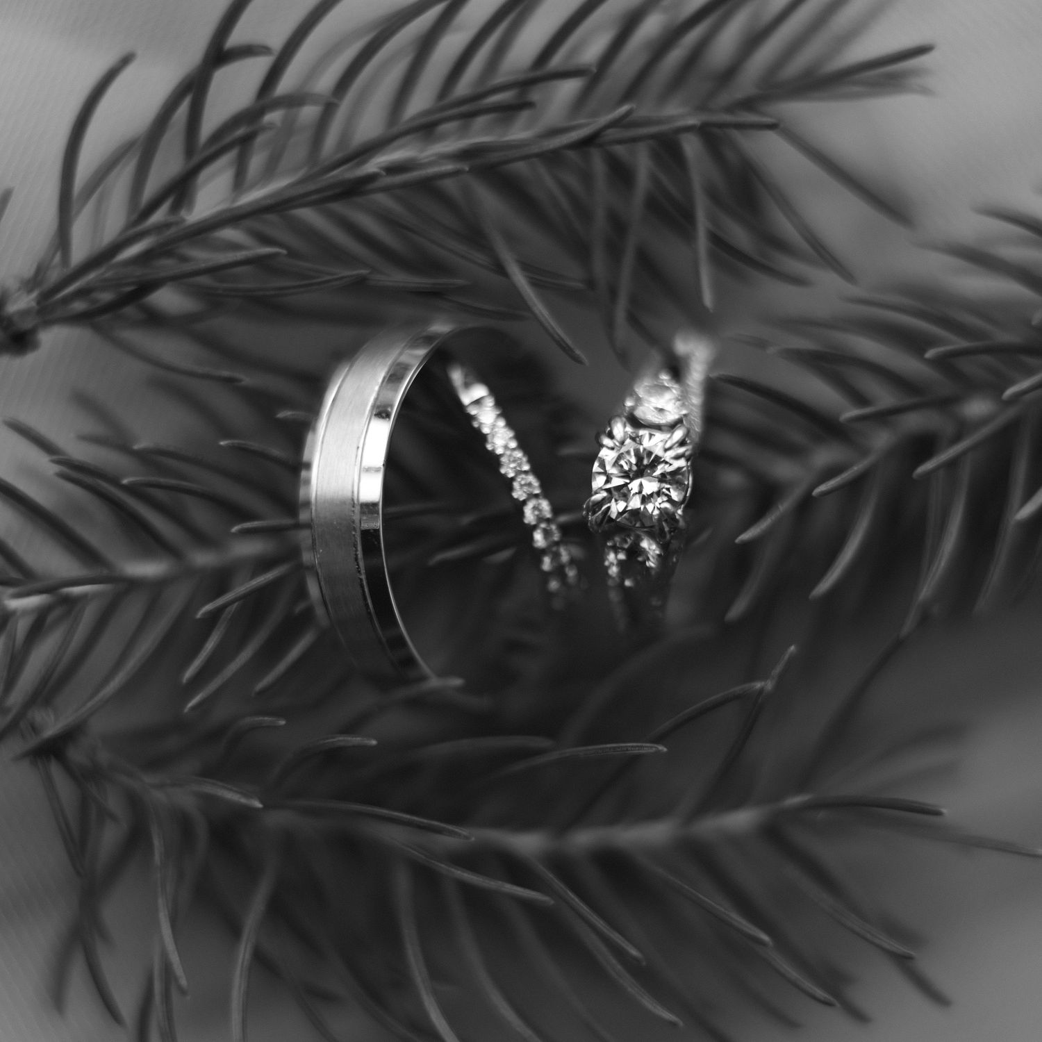 Close-up black and white photograph of delicate pine needles creating an abstract natural pattern.