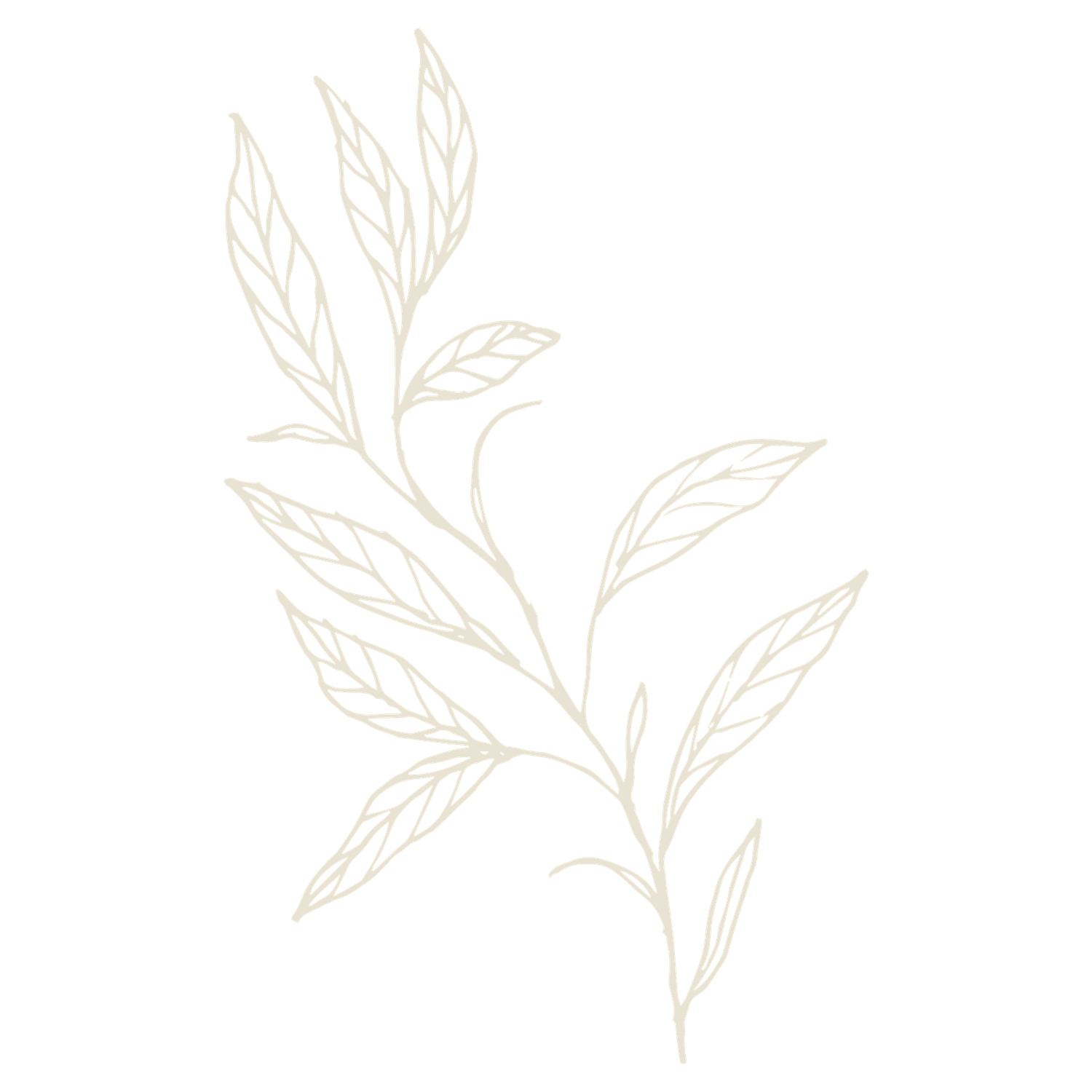 Elegant botanical line drawing pattern with leaves and stems in beige.