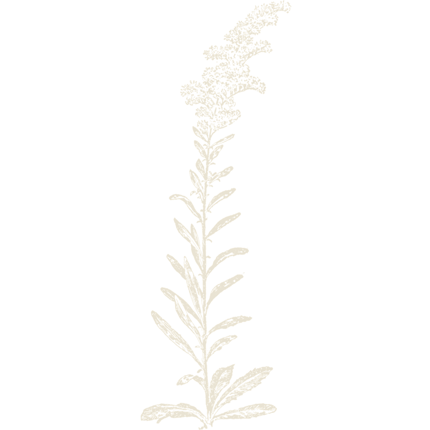 Botanical line art featuring graceful stems and leaves in a light neutral tone.