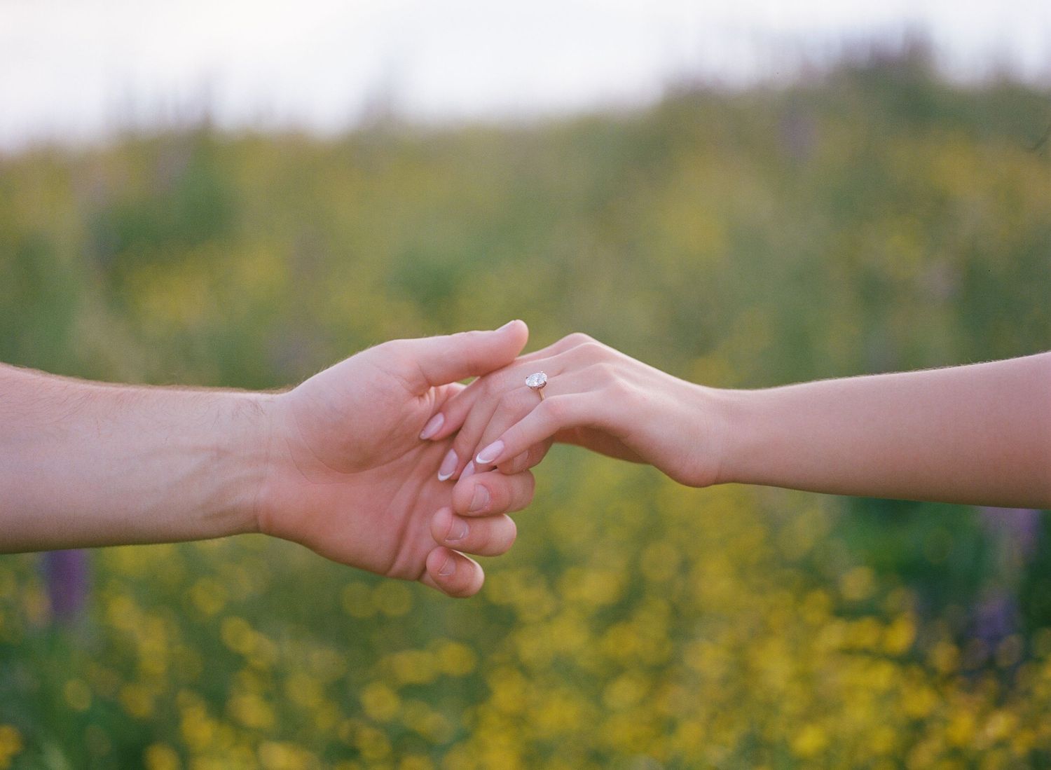 Two people gently holding hands in a romantic gesture with a blurred yellow wildflower field in the background.