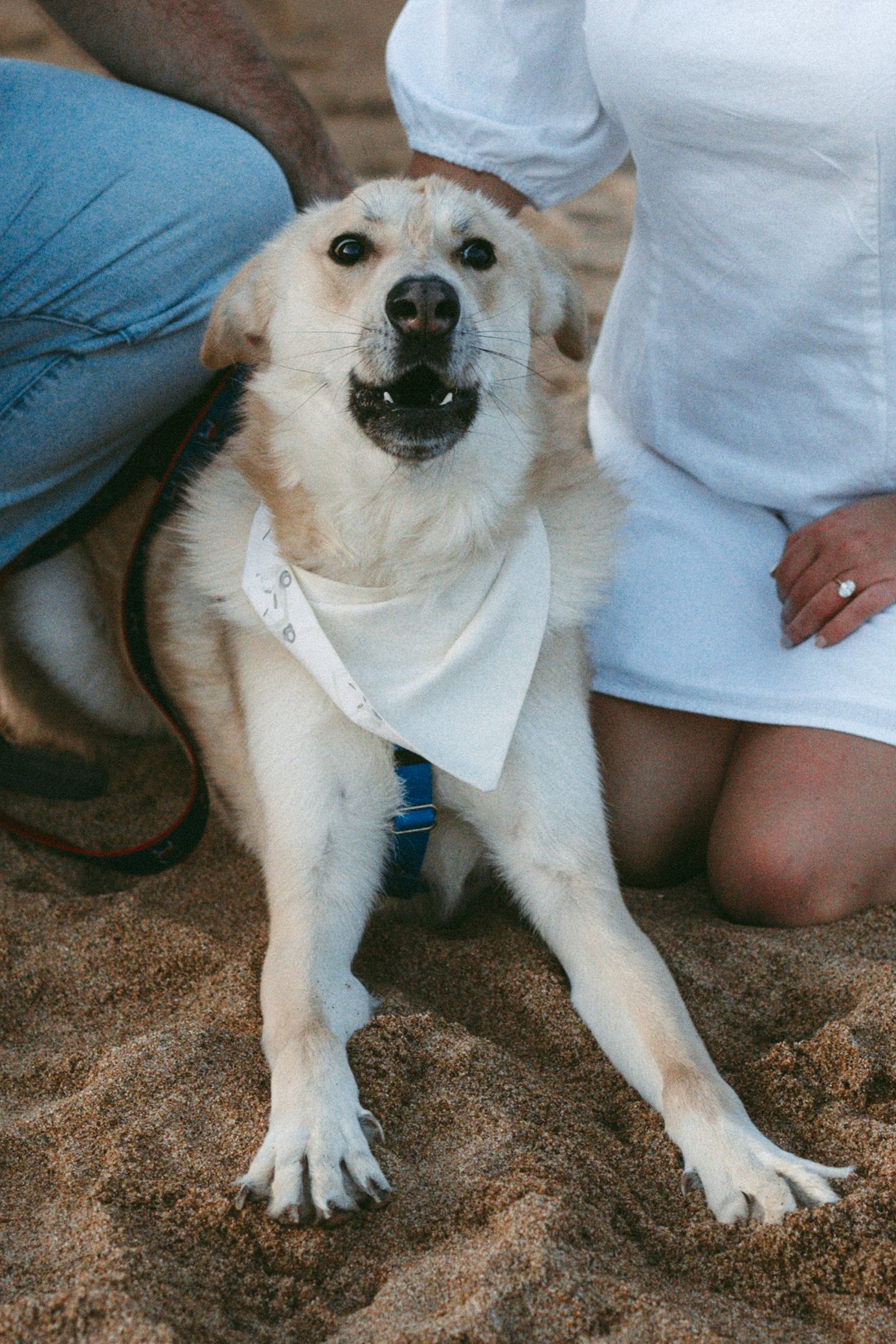 A happy golden dog wearing a white bandana sits on sandy beach between two kneeling people in casual attire.