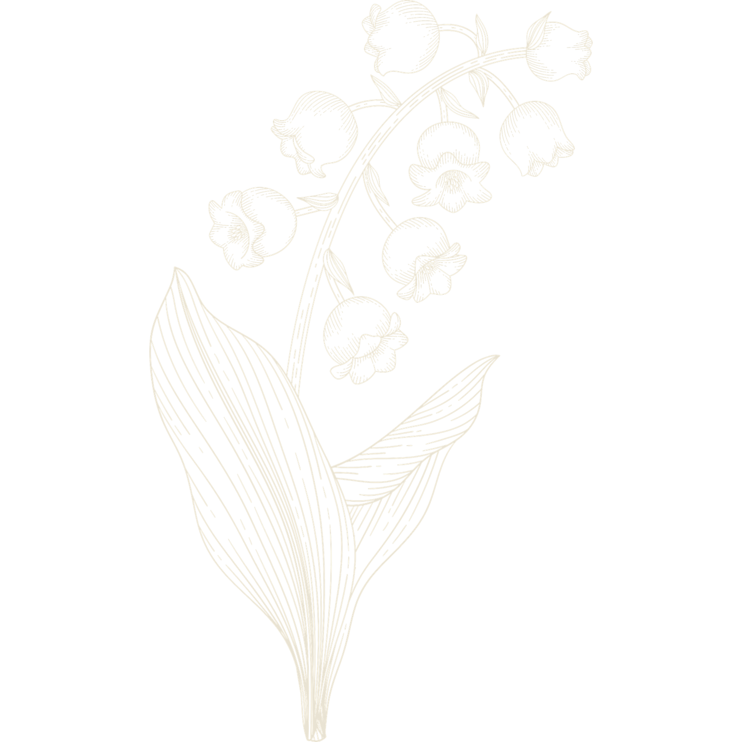 Delicate floral line art illustration in light beige on white background.