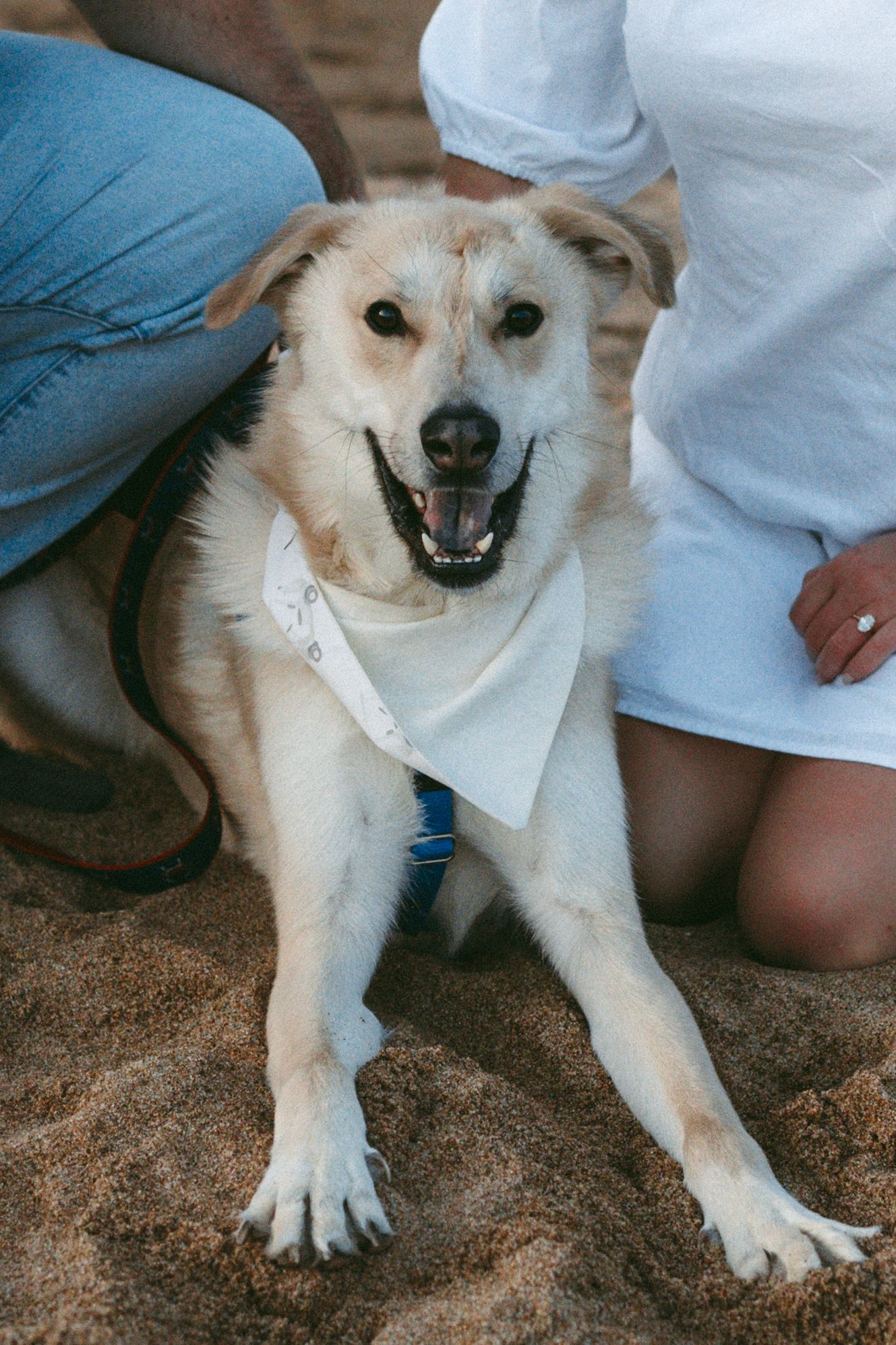 Happy dog wearing a white bandana sits on sandy beach between two people, one in jeans and one in a white dress.