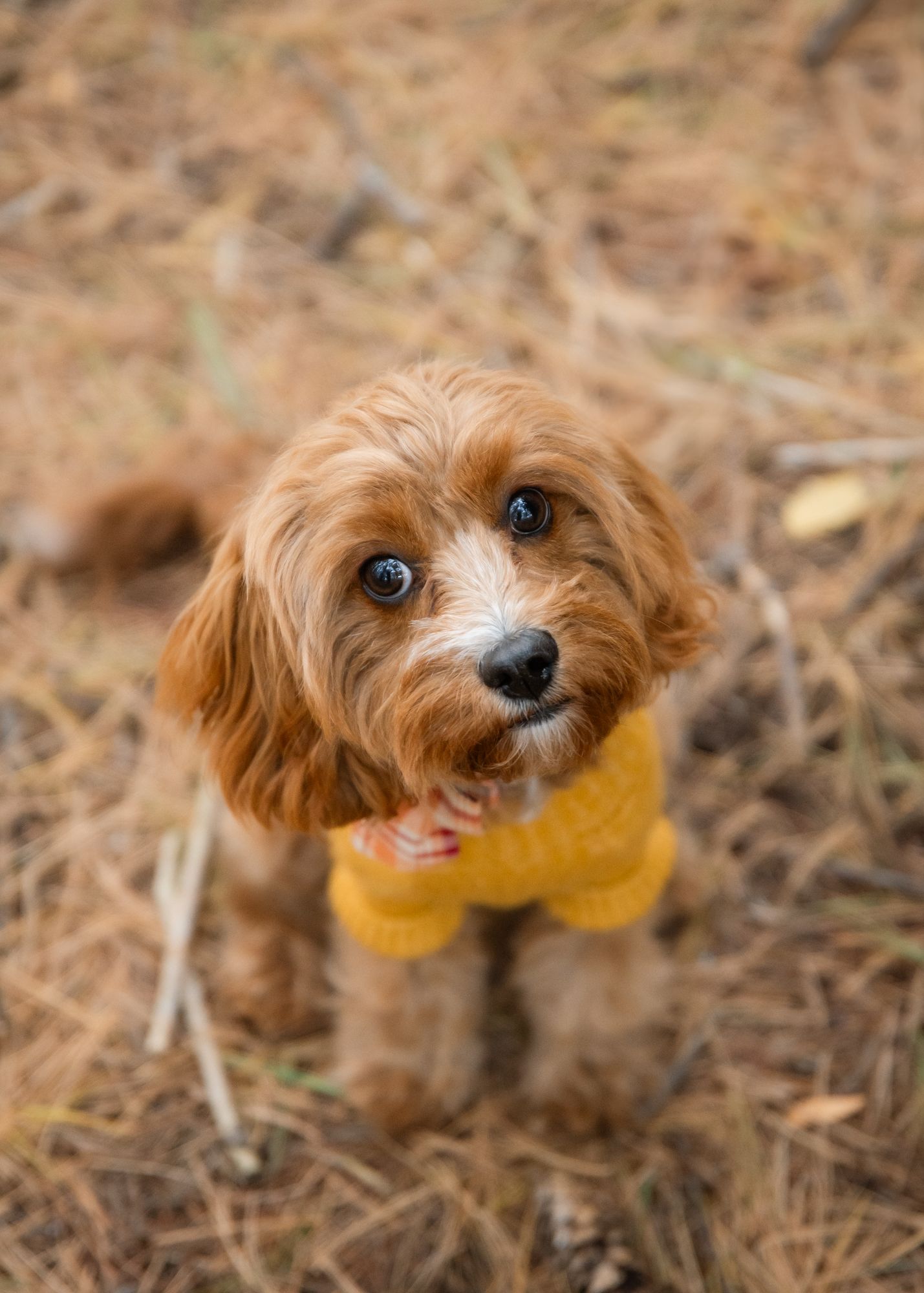 Adorable goldendoodle puppy wearing yellow sweater looking up at camera.