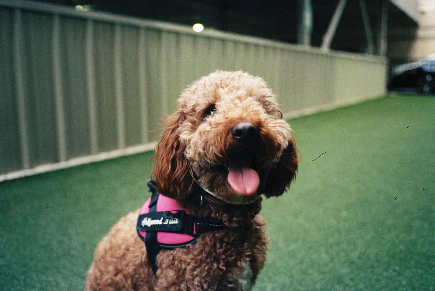 A fluffy brown Labradoodle wearing a pink harness sits happily on artificial grass with tongue out.