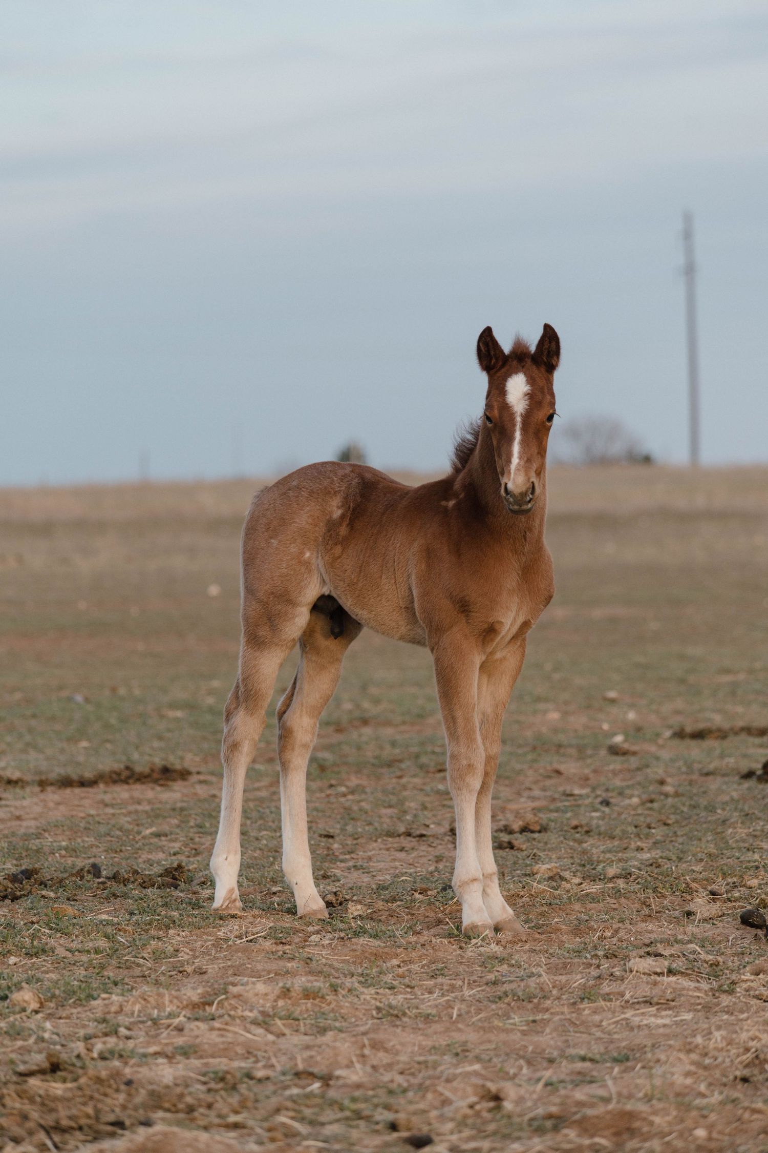 Equine Photography