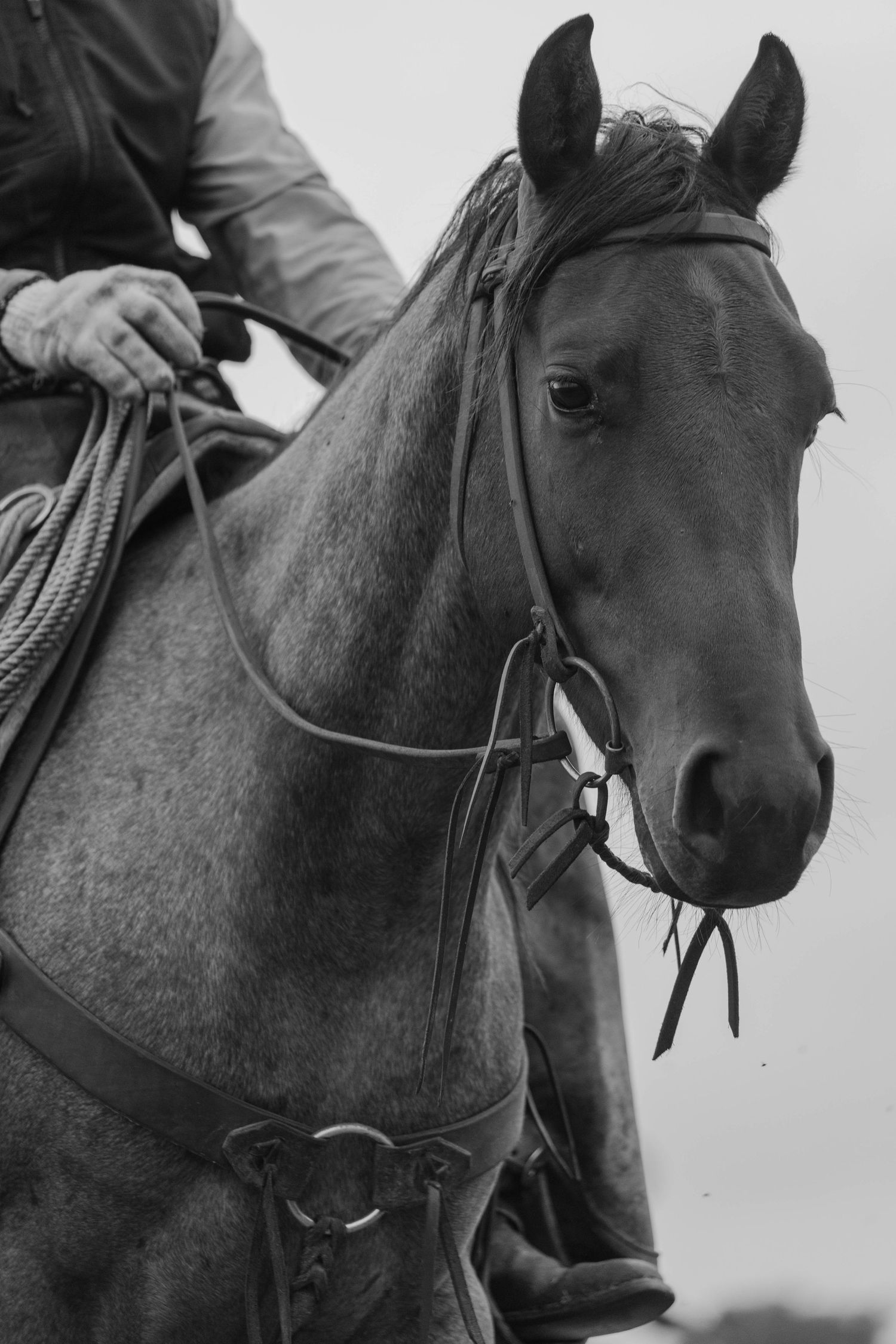 Equine Photography and Videography