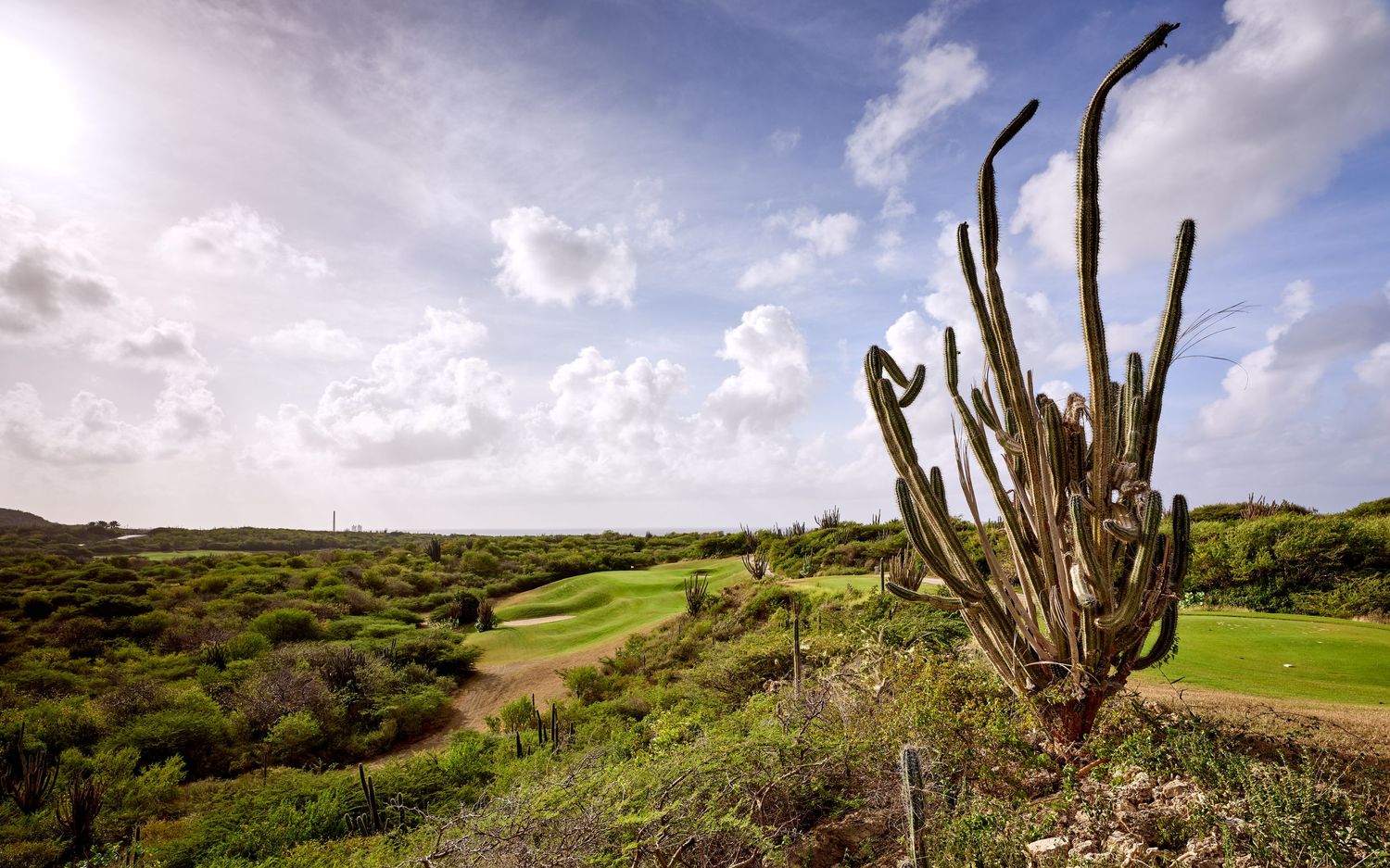 A stark cactus skeleton stands against a dramatic Caribbean landscape with rolling green hills and cloudy skies.