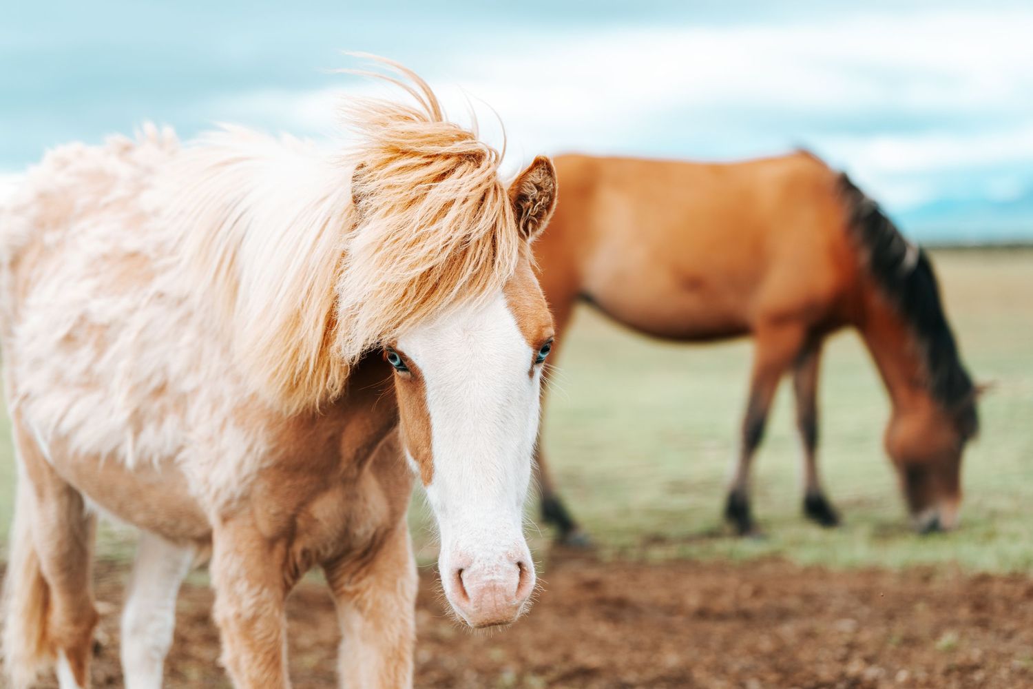 EIVA Photography wedding Milton Keynes photographer wedding photo idea wild horse Iceland