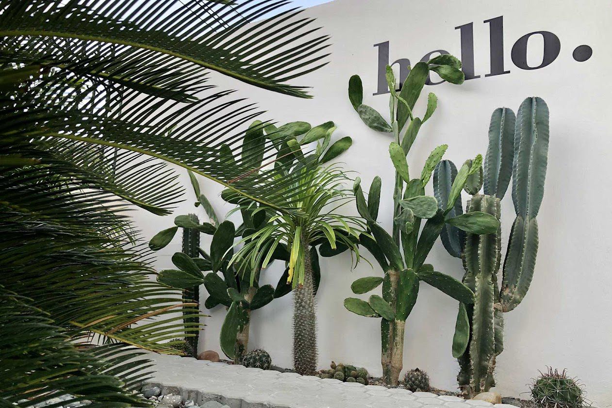 Modern tropical wall display with cacti and palm fronds featuring a stylish 'hello' text sign.