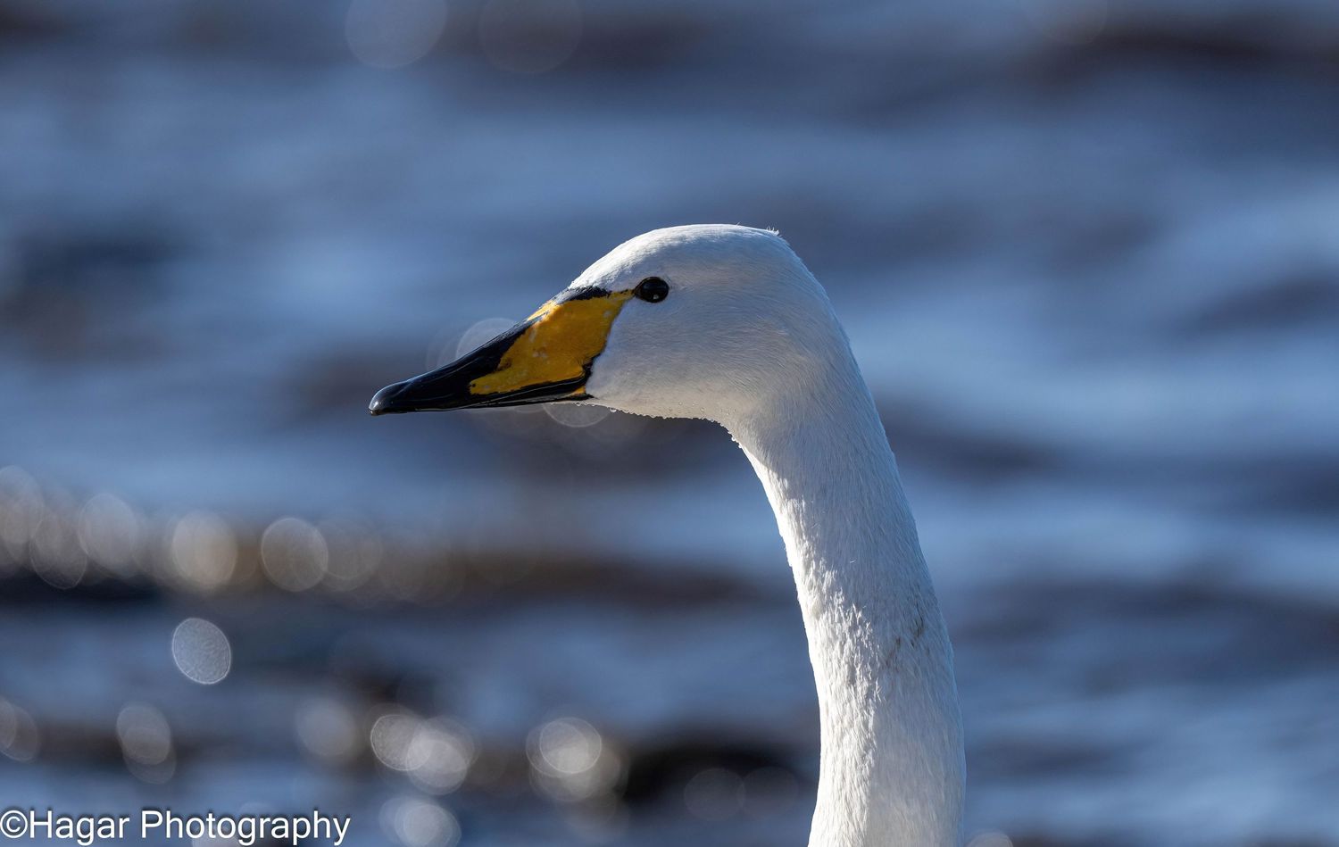 A large swan looks to the left