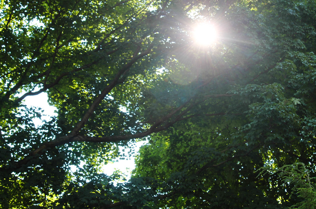 Sunlight streaming through green tree canopy on a bright summer day.