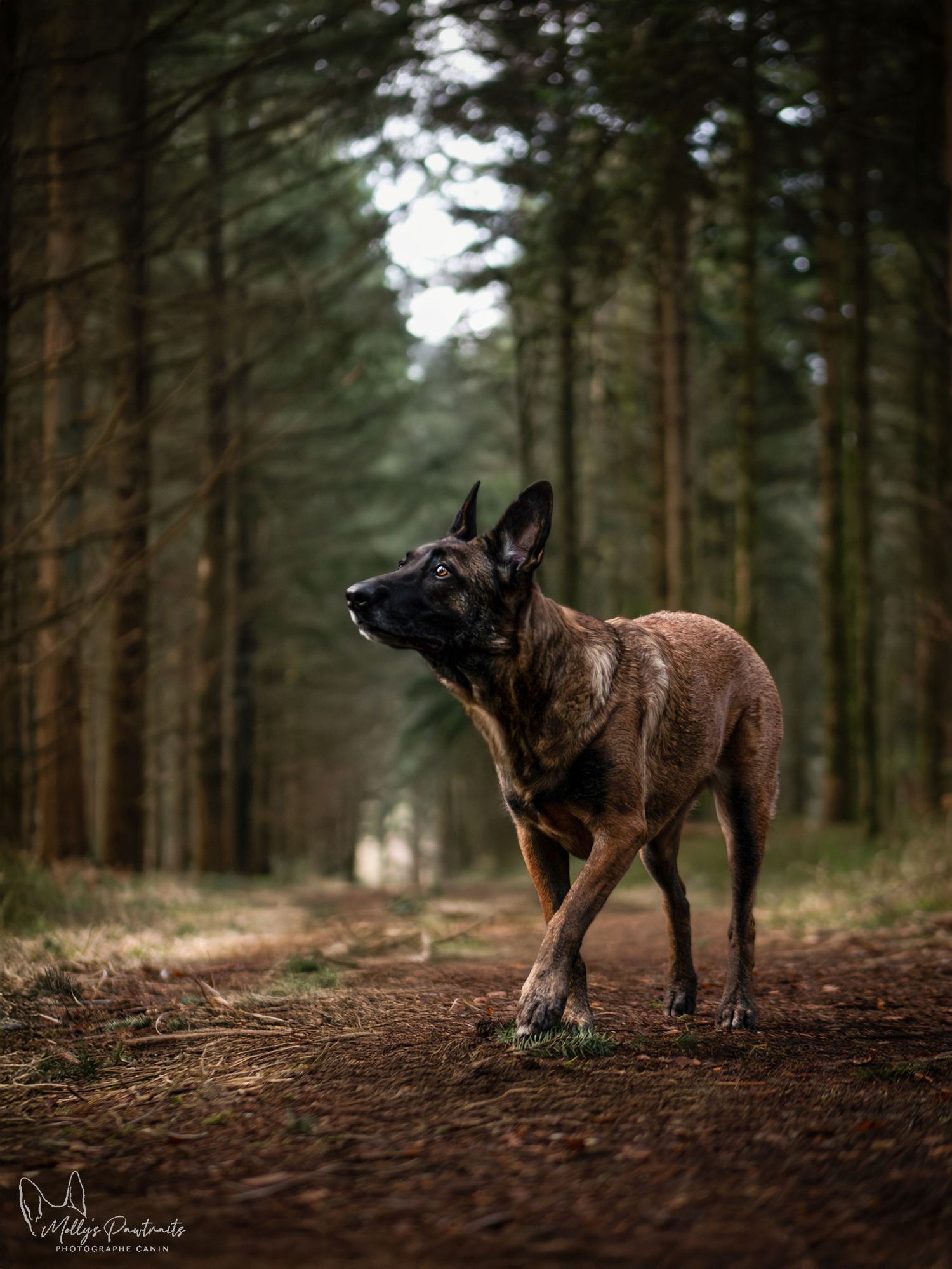 Photo d'un chien malinois marchant dans une allée pins, regard plongé en l'air, dans la forêt de Bellême en Normandie
