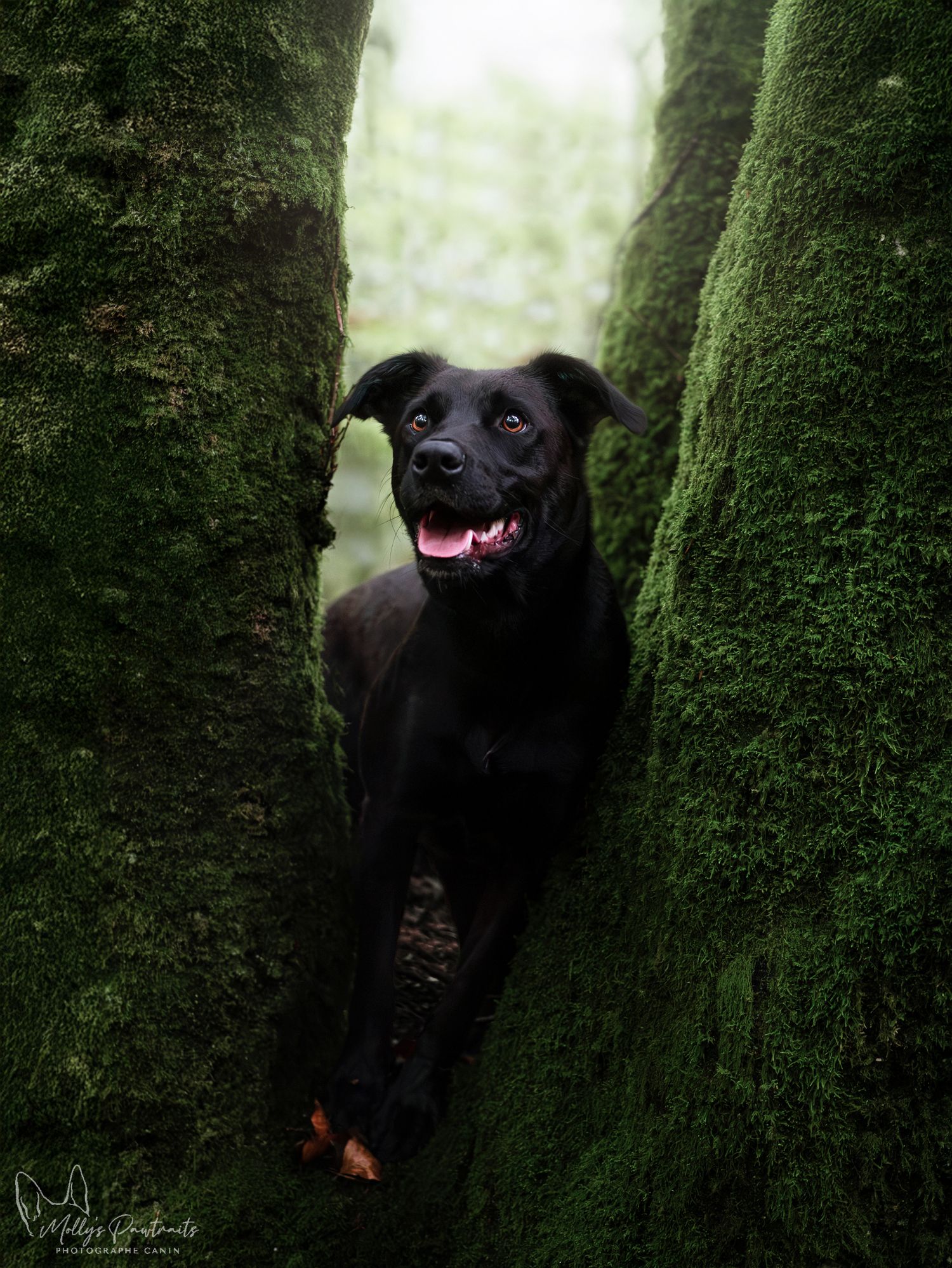 Photo d'un chien type berger dans un arbre, dans la forêt de Bellême en Normandie