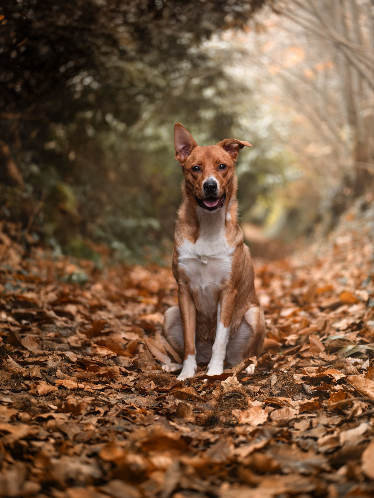 Photo d'un chien type berger posant fièrement dans les feuilles aux couleurs de l'automne, à Sillé-le-Philippe en Sarthe