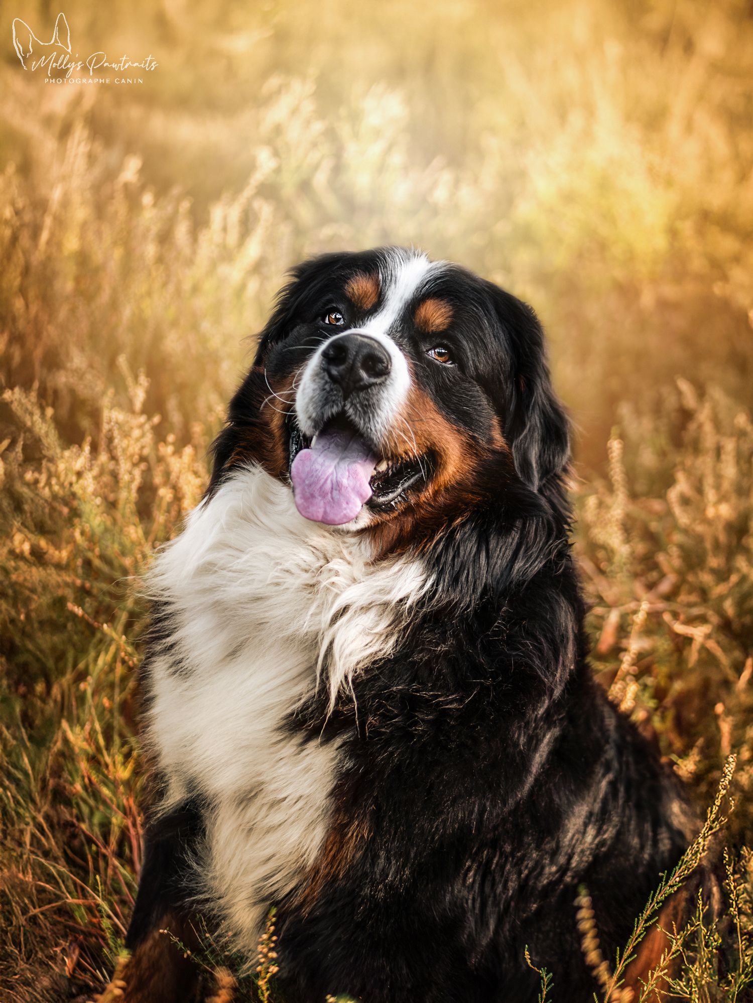 Portrait d'un chien bouvier bernois dans les bruyères, à L'arche de la nature en Sarthe