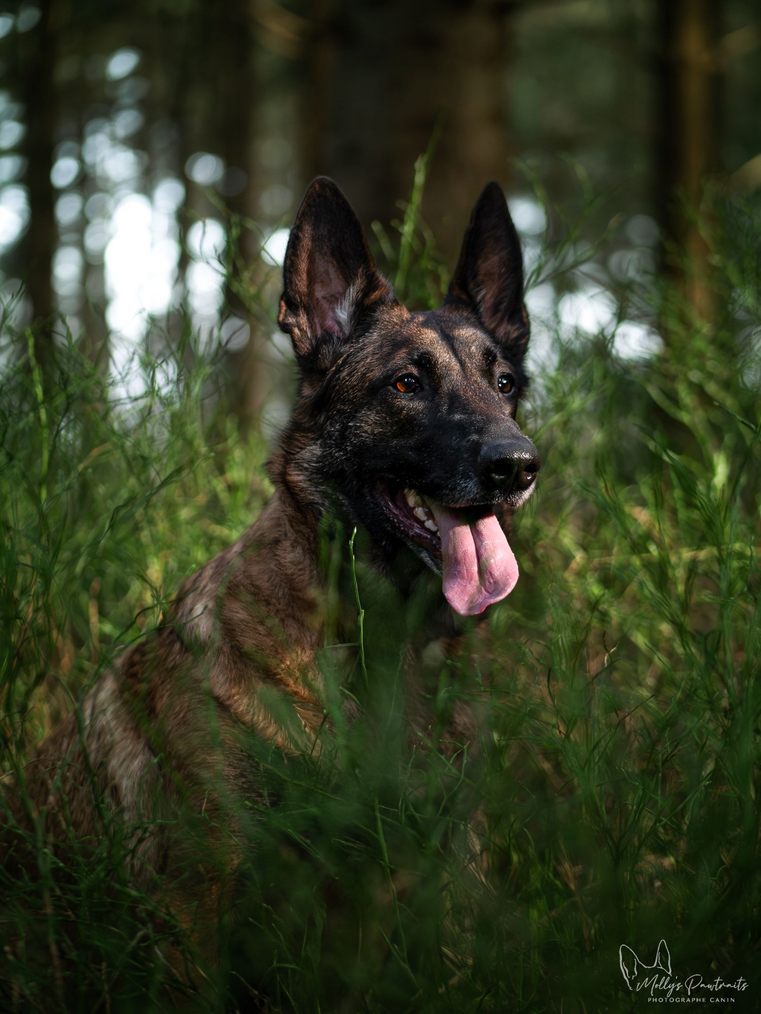 Portrait d'un chien malinois dans l'herbe, dans la forêt de Bellême en Normandie