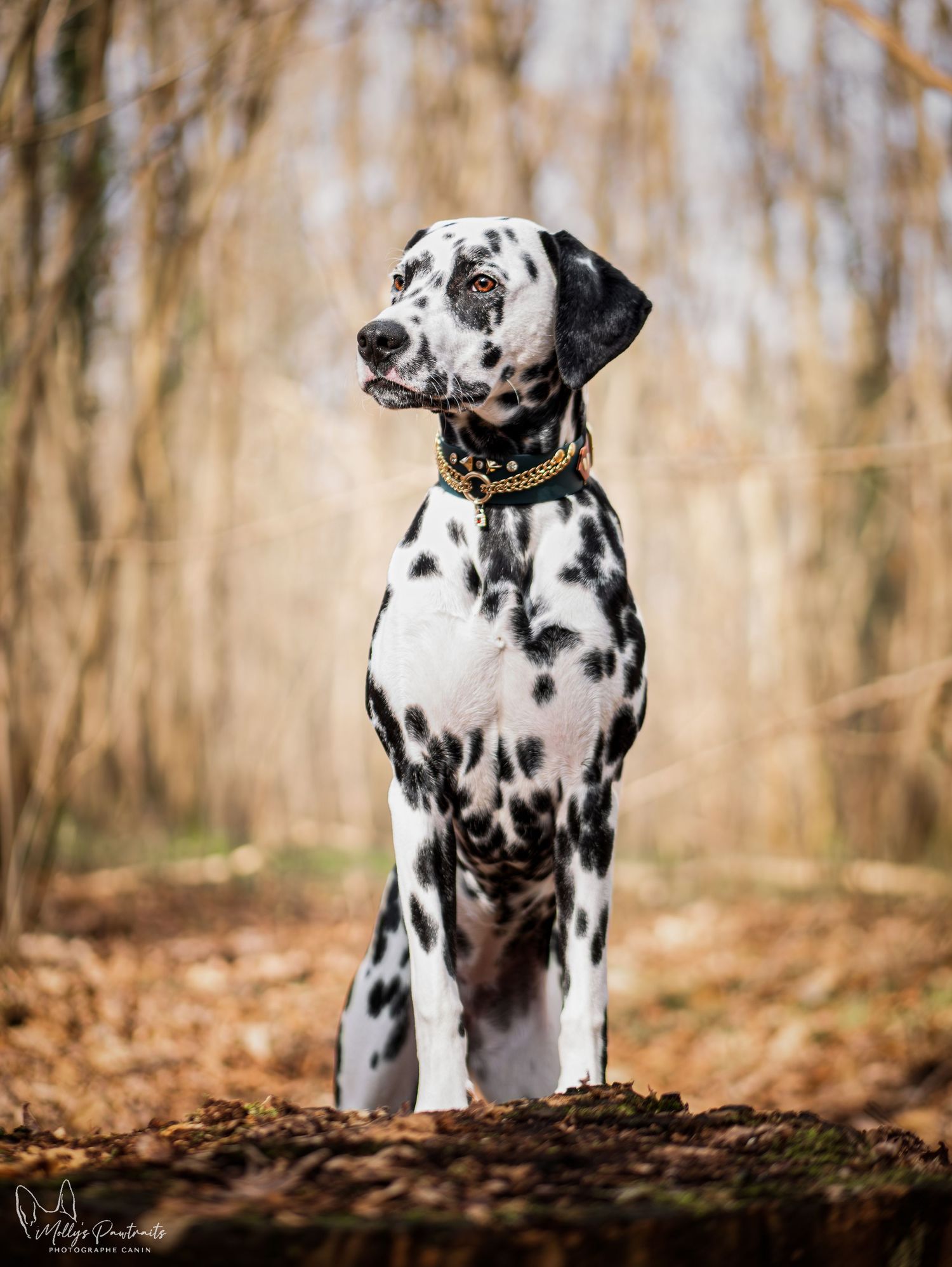 Photo d'un chien dalmatien posant fièrement sur une souche, avec un sublime collier, à Sillé-le-Philippe en Sarthe