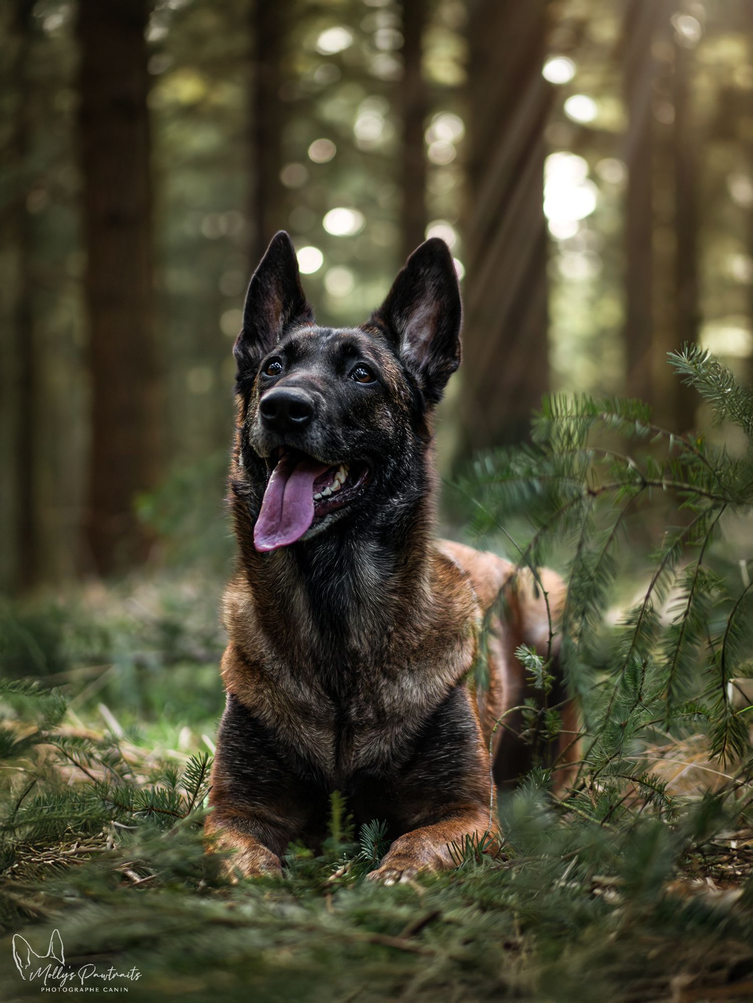 Portrait d'un chien malinois couché dans la forêt de Bellême en Normandie
