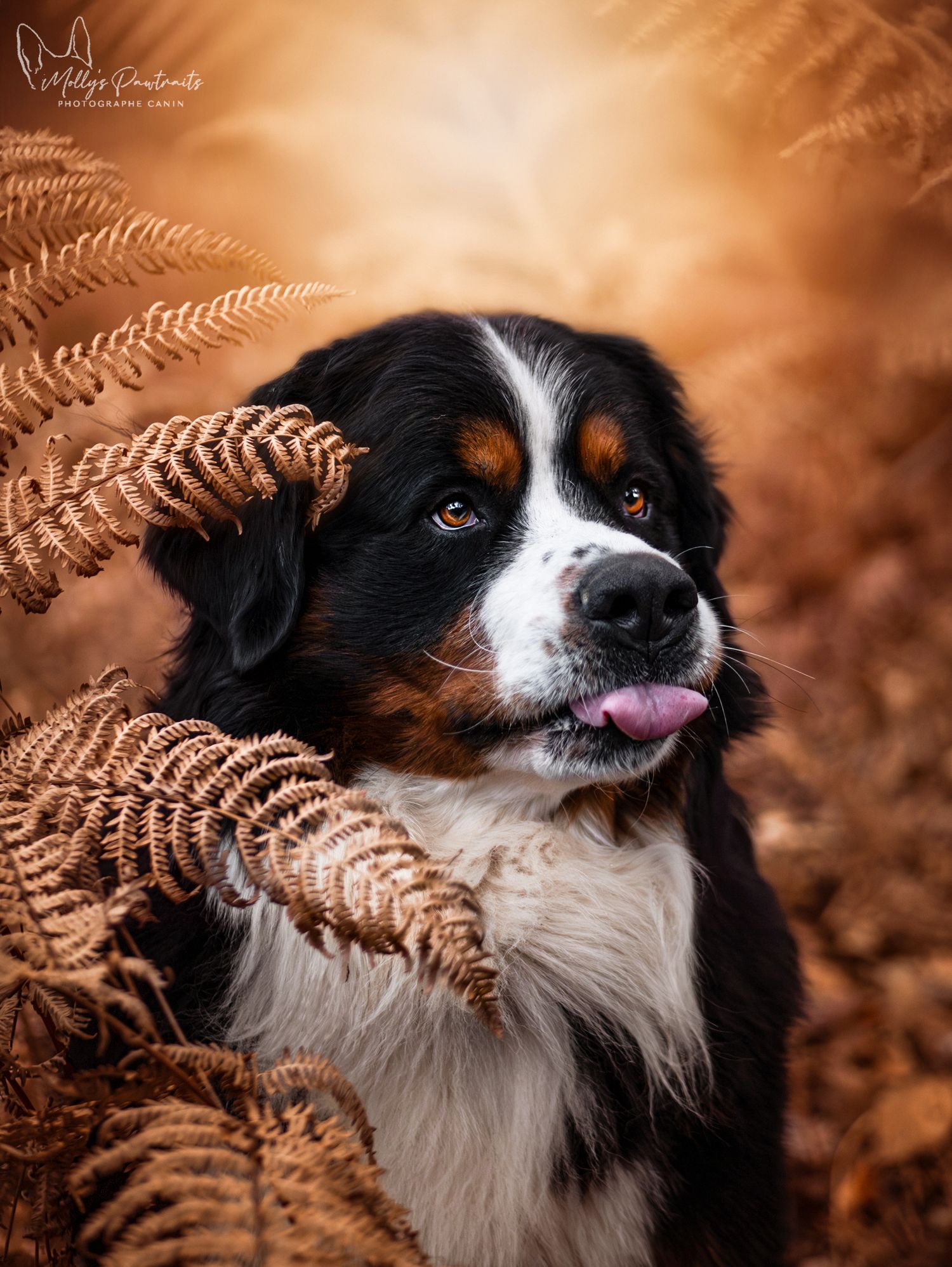 Portrait d'un chien bouvier bernois dans les fougères, à L'arche de la nature en Sarthe