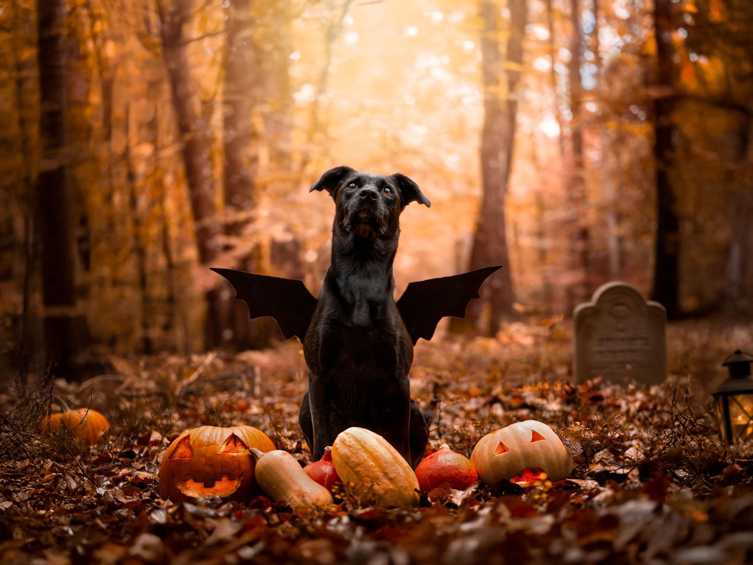 Photo d'un chien type berger posant dans les feuilles pour halloween avec des citrouilles, dans la forêt de Bellême en Normandie