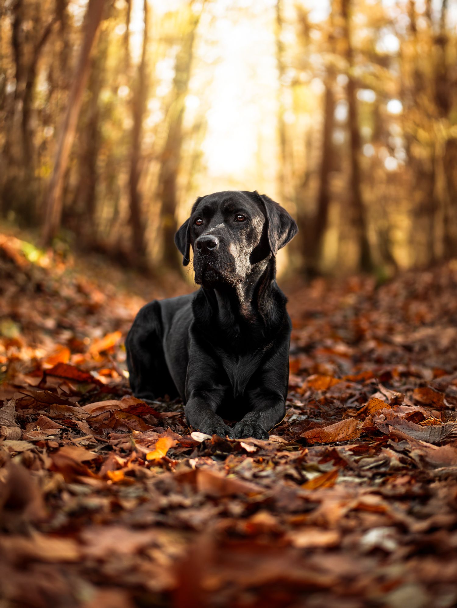 Photo d'un chien labrador posant fièrement dans les feuilles aux couleurs de l'automne, à Sillé-le-Philippe en Sarthe