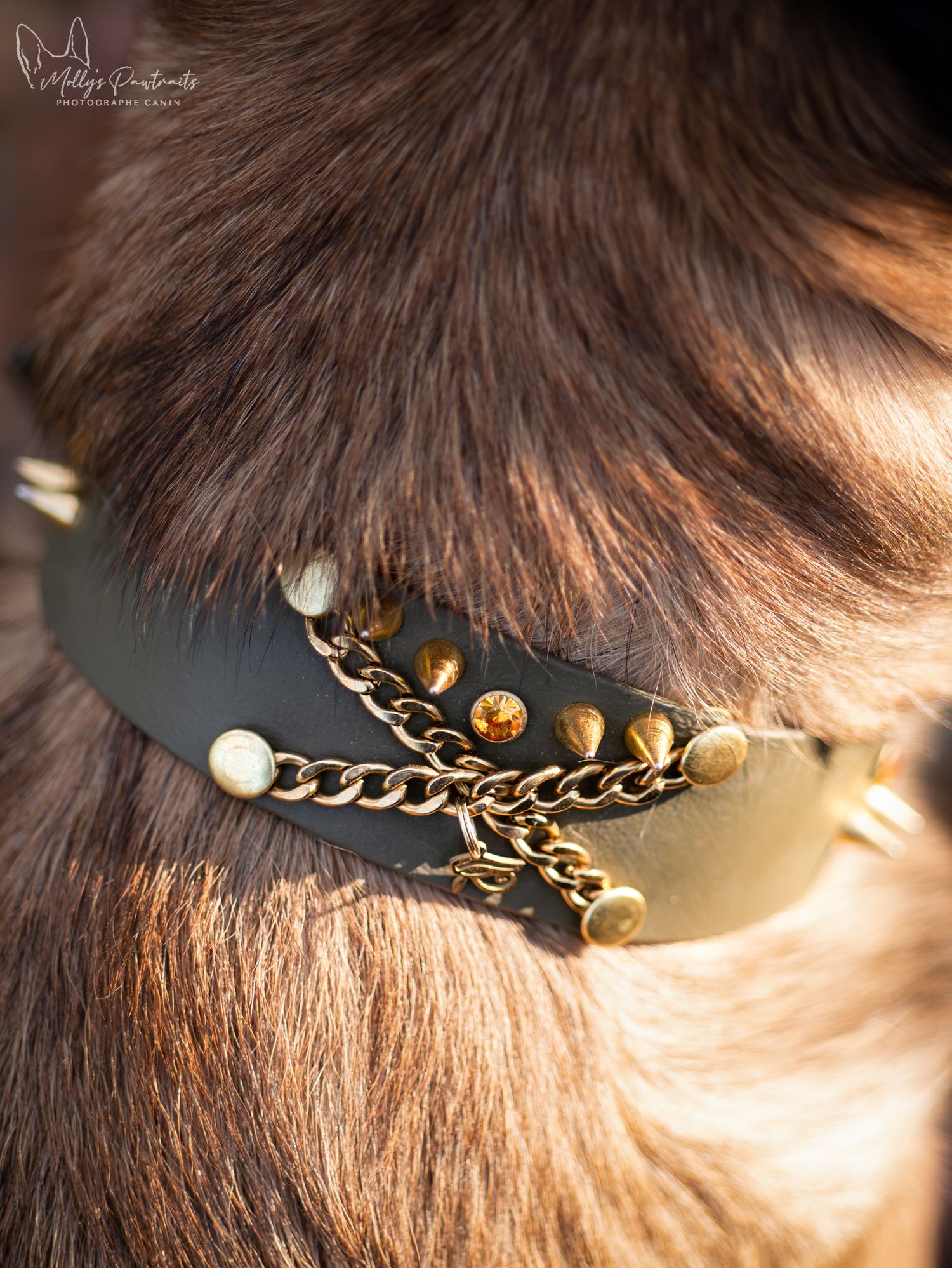 Photo d'un collier en biothane de la marque Madnesis de couleur kaki, à Sillé-le-Philippe en Sarthe