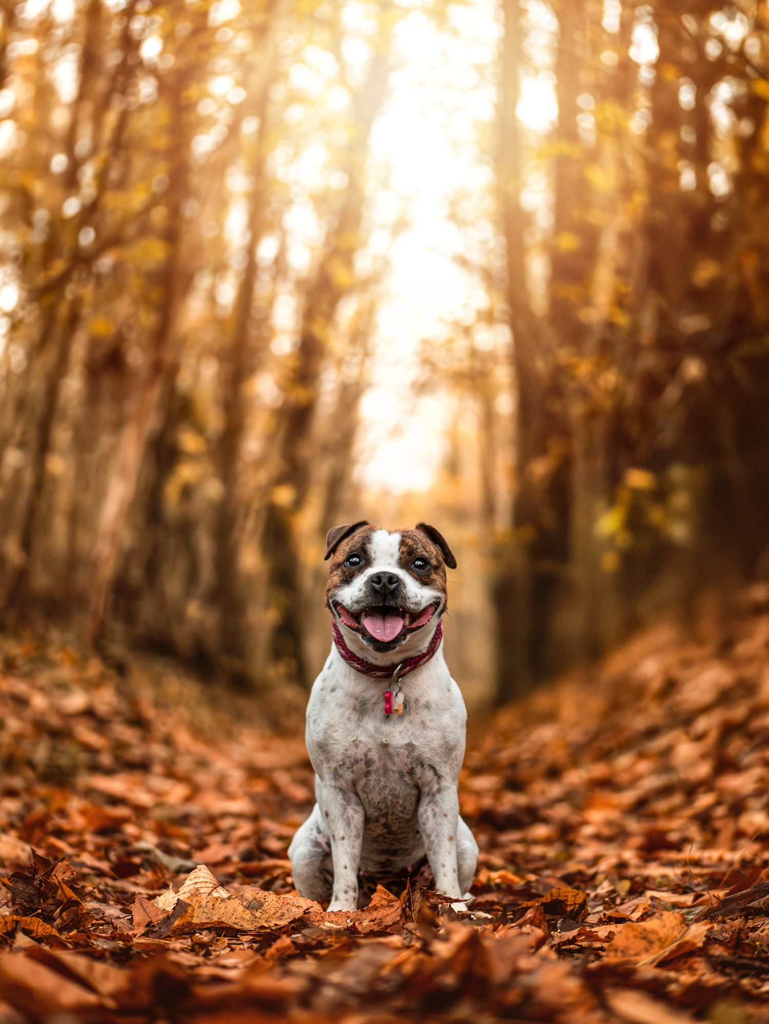 Photo d'un chien staffie posant fièrement dans les feuilles aux couleurs de l'automne, à Sillé-le-Philippe en Sarthe
