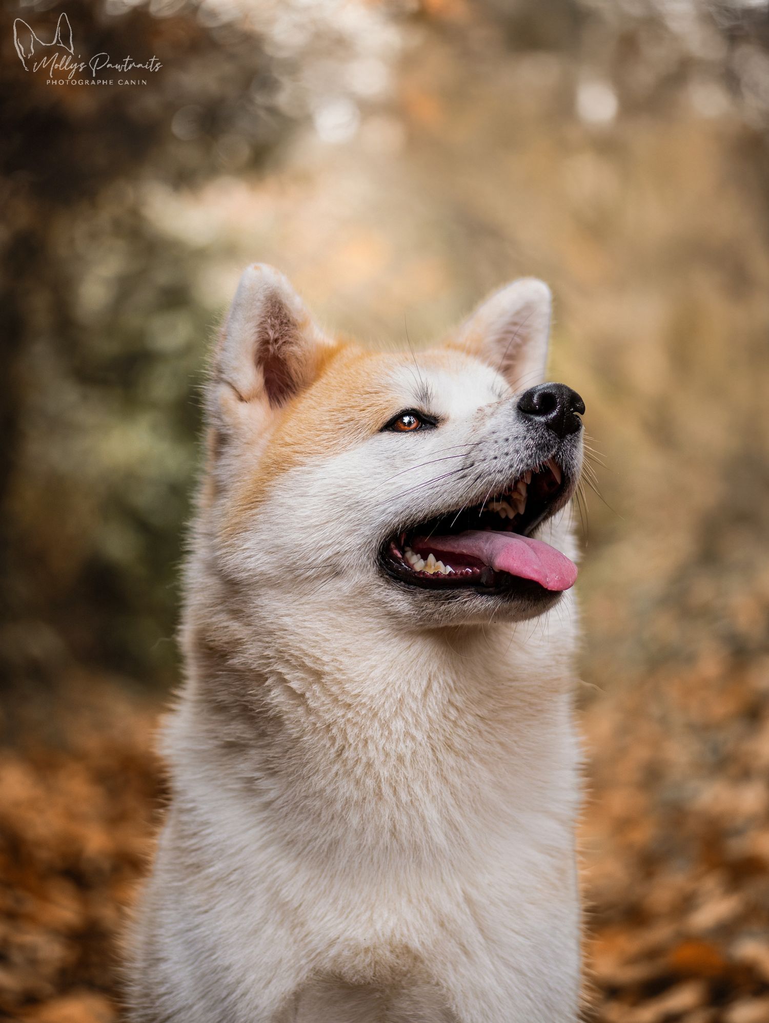 Portrait d'un chien akita posant fièrement dans les feuilles aux couleurs de l'automne, à Sillé-le-Philippe en Sarthe