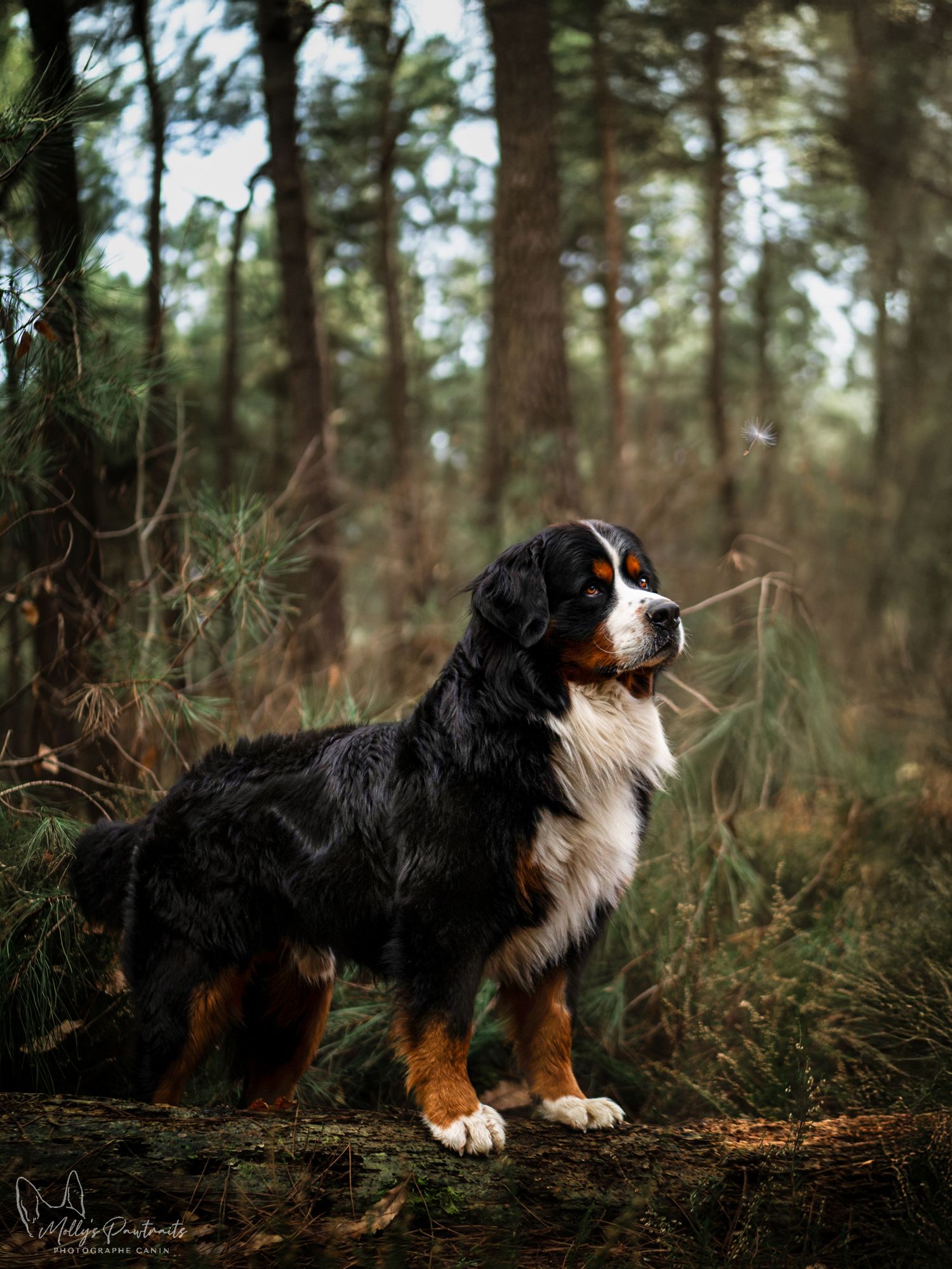 Photo d'un chien bouvier bernois posant sur un tronc d'arbre , à L'arche de la nature en Sarthe