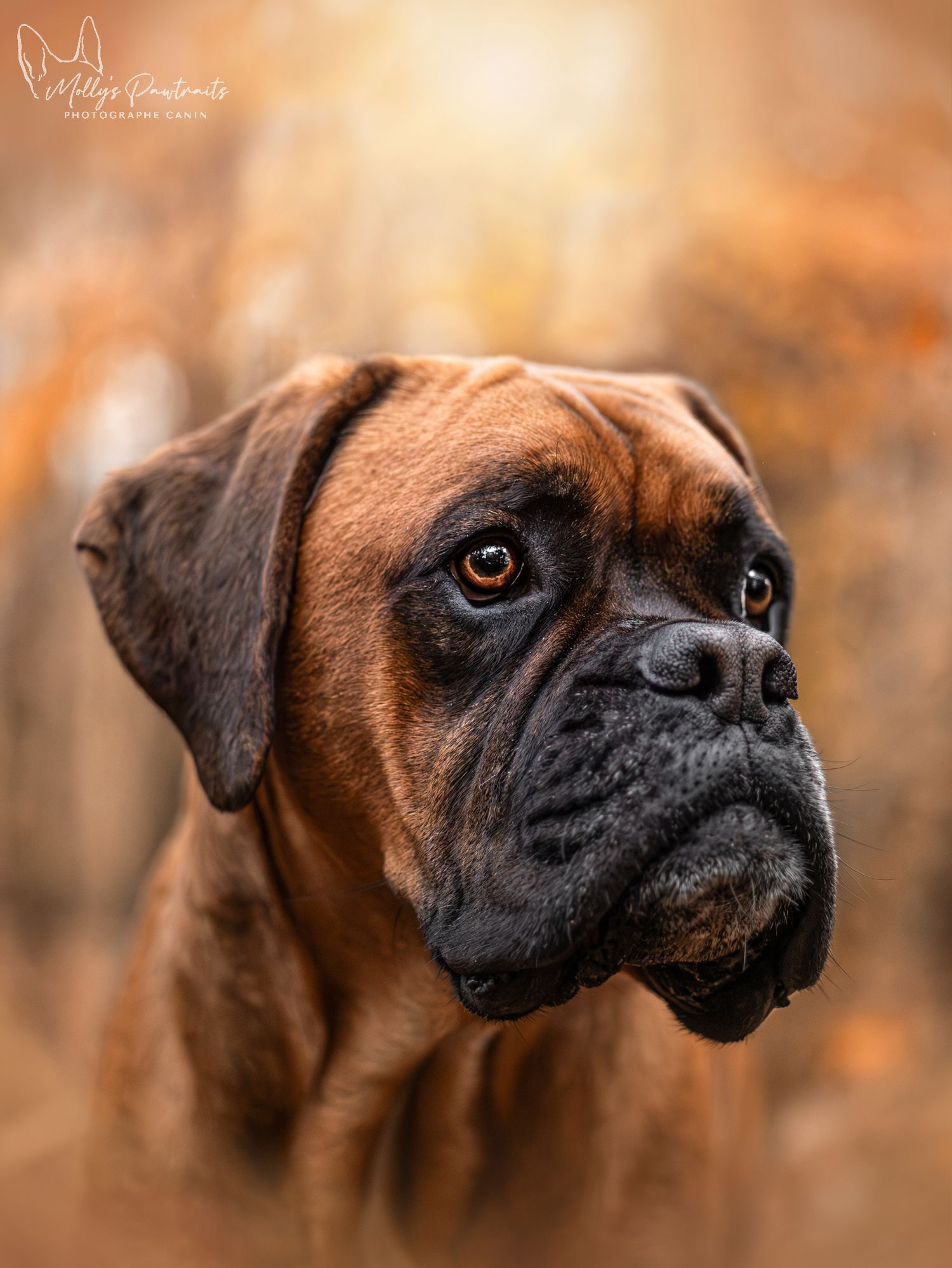 Portrait d'un chien boxer dans les fougères, à Sillé-le-Philippe en Sarthe