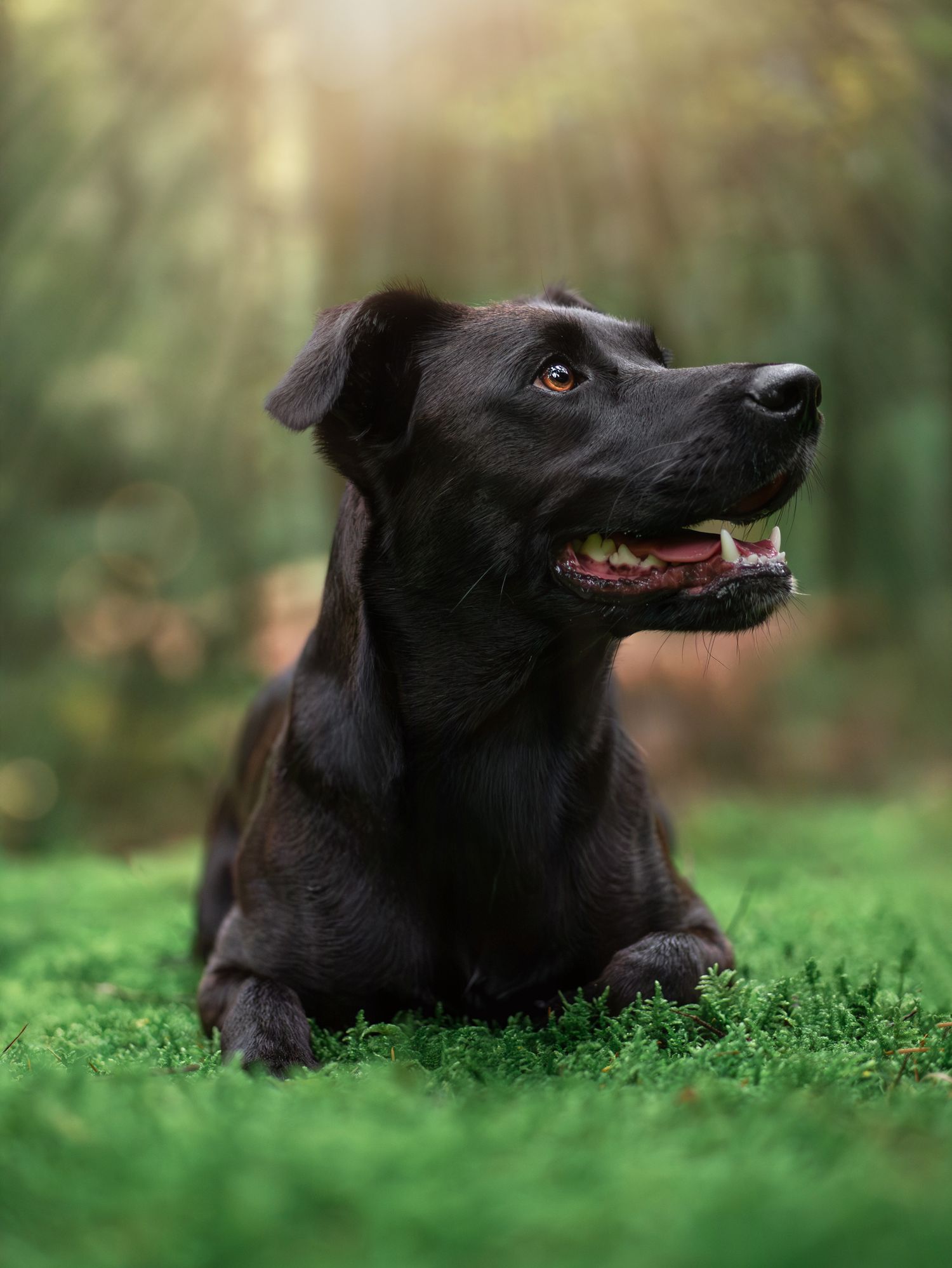 Portrait d'un chien type berger couché dans la mousse, dans la forêt de Bellême en Normandie