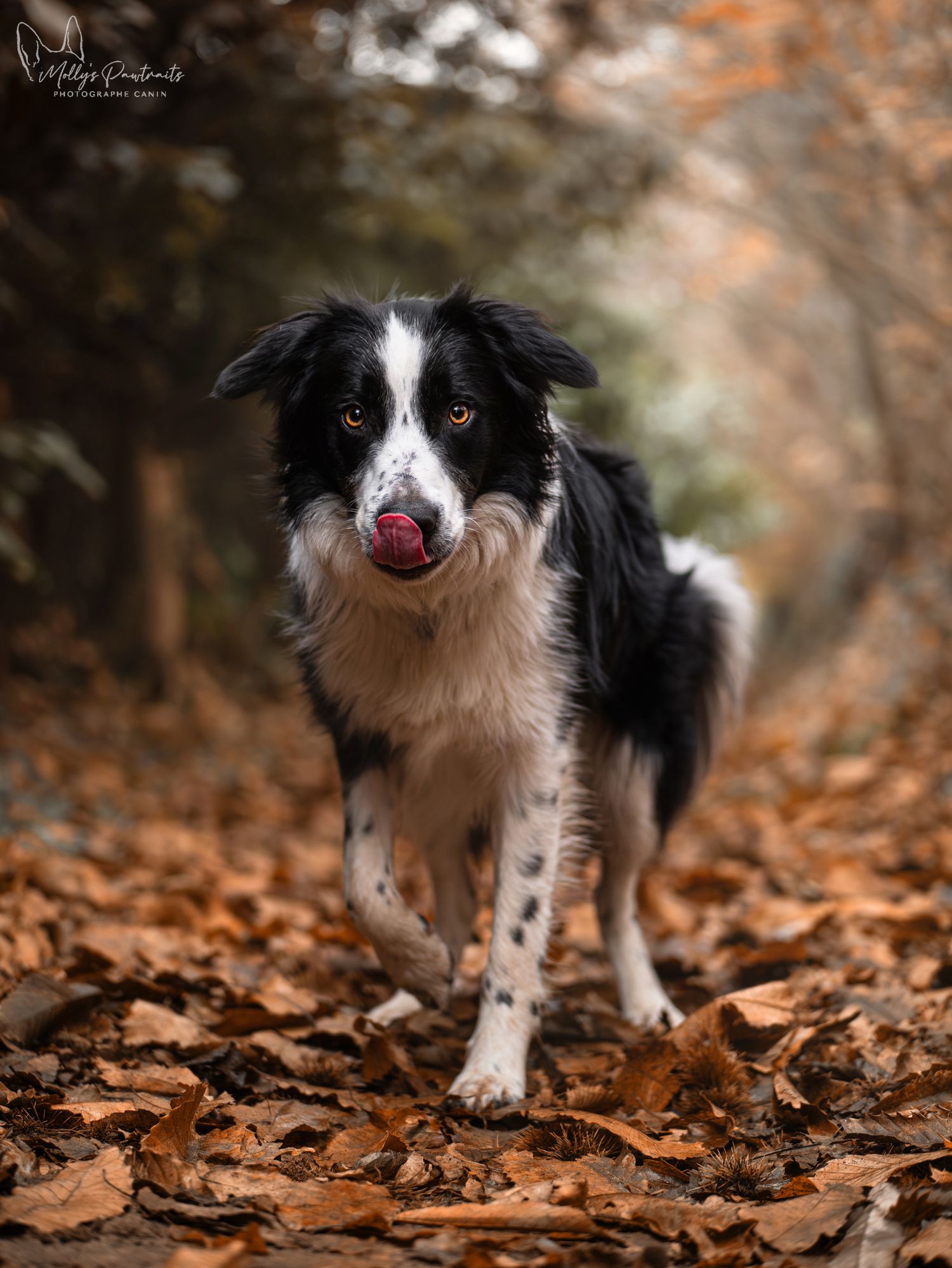 Photo d'un chien border collie, qui marche vers l'objectif, à Sillé-le-Philippe en Sarthe